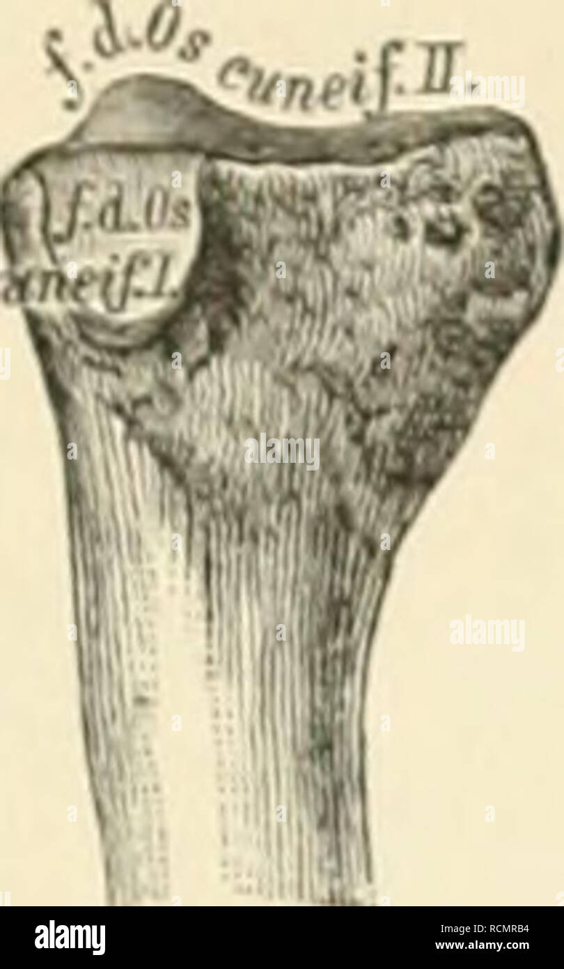 . Die topographische und descriptif pot des Menschen. L'anatomie. . Veuillez noter que ces images sont extraites de la page numérisée des images qui peuvent avoir été retouchées numériquement pour plus de lisibilité - coloration et l'aspect de ces illustrations ne peut pas parfaitement ressembler à l'œuvre originale.. Heitzmann, Carl, 1836-1896. Wien, Braümüller Banque D'Images