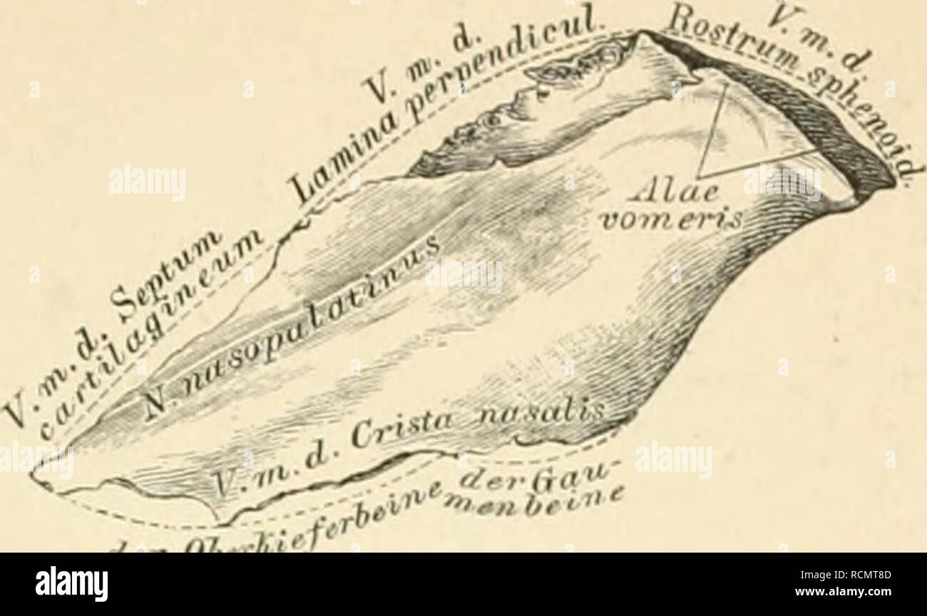 . Die topographische und descriptif pot des Menschen. L'anatomie. Knochen des Gesichtes 35. ,/Rr Ob"1, 47. Pflugscharbein, Vbmer. Ansicht Laterale. Das Pflugscharbein dient zur Bildung des Thriles Nasensehcidewand der unteren knöchernen. Der obere Rand geht aus- flügeiförmig oomeriSj Alm, einander die beiden Flügeln Sostrum sphenoidale steckt das. Der untere Band berührt die von beiden Oberkiefer Gaumenbeinen- und erzeugte Crista nasalis. Vordere der längste Band verbindet sieh am oberen Segmente mit der senkrechten Platte des Siebbeins, am unteren mit d"en viereckigen Nasens Banque D'Images