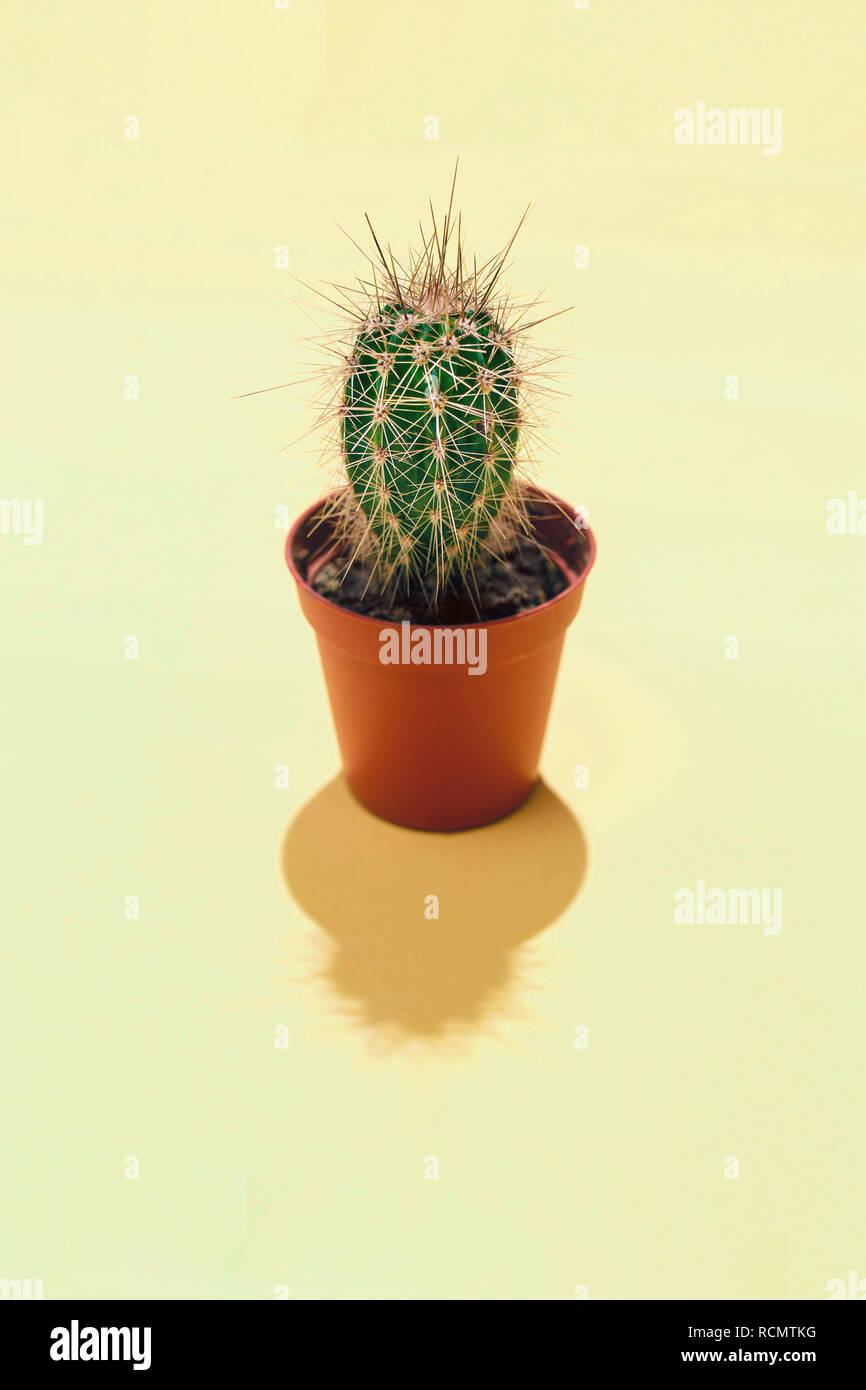 La vue de dessus avec une composition verticale centrale evergreen unique  cactus succulentes en pot brun une ombre sur un fond jaune Photo Stock -  Alamy