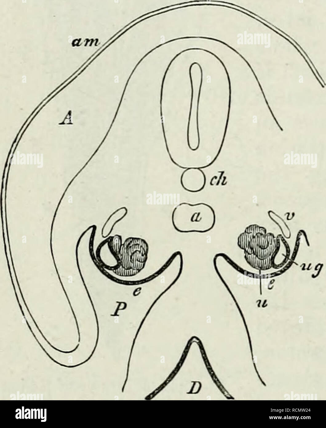 . Éléments de l'Anatomie Comparée. 606 COMPAEATIVE. Anatomie d'un^ Mullériennes et une archineplinc secondaires (Fig. 348). Ce dernier sert de conduit efférent du rein, ou de l'uretère, dans le Coecilise des Urodèles, Anoures, et les femmes, tandis que chez les mâles de plusieurs de ces derniers l'archinephric semble conserver son conduit de fonction d'origine. Ils ouvrent de façon indépendante dans le cloaque. MiJELER Urogenitalsystem, W., das der Cjclostomen. Jen. Zeitsckr. IX.ÂÂ Semper, C, TJrogeriitalsystem Plagiostomen das der. Arbeiten aus dem zool. Institut zu Wiirzburg, II.âSpengel, J. W., Das de Urogenitalsystem Banque D'Images