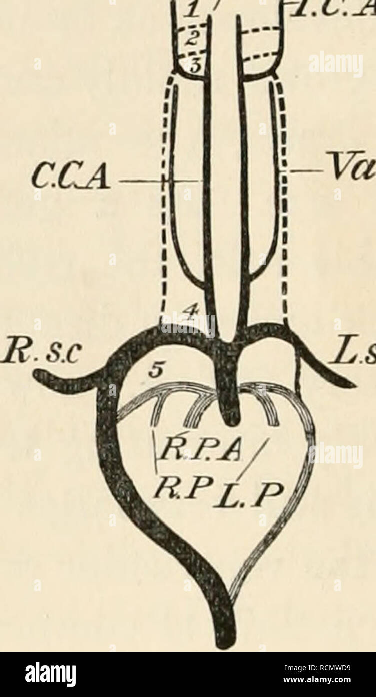 . Les éléments d'embryologie. L'embryologie. 294 LE SIXIÈME JOUR. Fig. 93. E.C.A / ri.c.A [chap.. Schéma de l'état de l'Arches de l'aorte VERS L'étroite OP L'INCUBATION. I, 2, 3, 4, 5. l'plusieurs arcs aortiques. E.G.A. carotide externe. I.e.A. carotide interne. Acc. carotides communes. V.a. ver- tebral artère. R.sc sousclavière droite.. L.Sc. sous-clavière gauche. R.P., L.P. Les artères pulmonaires droite et gauche. Droit R.P.A. racine artérielle ou de la division de l'bulbe artériel, ou pul- monary ; la racine de l'artère gauche ou la division, constituant l'aorte, est considérée par le côté. Le système de la cinquième arche est Banque D'Images