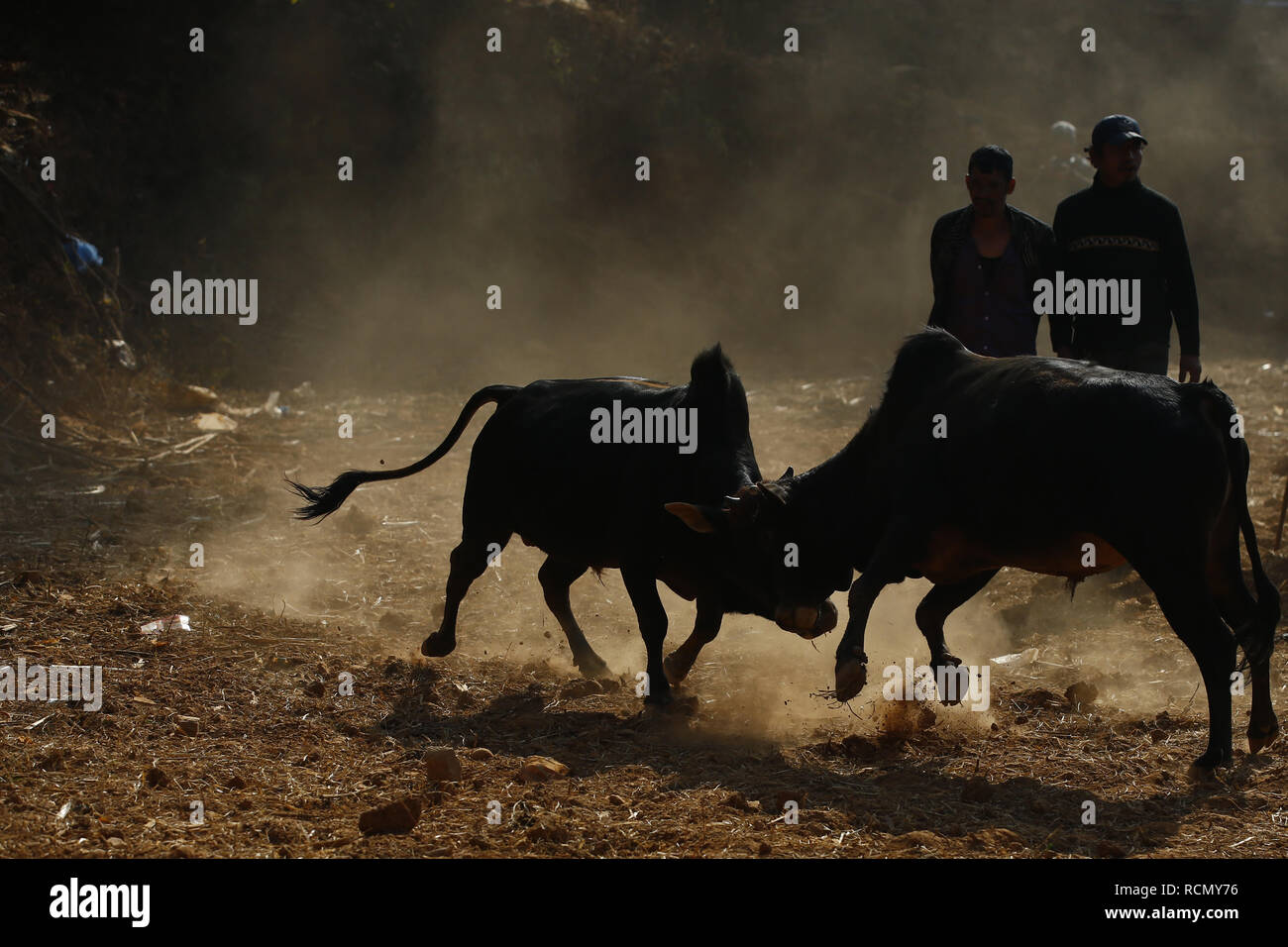 15 janvier 2019 - Nuwakot, Népal - Bulls lutte pendant Maghe Sankranti festival à Taruka village de Nuwakot, Népal le mardi 15 janvier, 2019. (Crédit Image : © Gautam Skanda/Zuma sur le fil) Banque D'Images