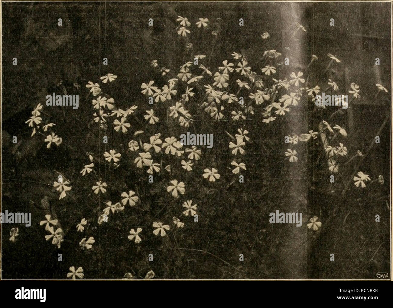 . Die Gartenwelt. Le jardinage. XVIII, 10 meurent Gartenwelt. 131. Silene SWertiifoHa. Originalaufnahme für die "Gartenwelt". Sie stammt aus dem Orient und Kieinasien, ist eine 30-40 cm und der hohe Staude-dankbarsten großblumig sten und Ver- treter dans dieser Gattung. Zur Entwicklung braucht sie vollen volle und Sonne durchlässigen, wenn möglich mit etwas Kalk durchsetzten Boden. Die großen Blumen stehen bis zu dreien beisammen kräftigen Stengeln auf und sind auch biologisch interessant ; schließen Sie sich und abends oder bei trübem Regenwetter. Die Röhre und die der Außenseite Kronenblätt Banque D'Images