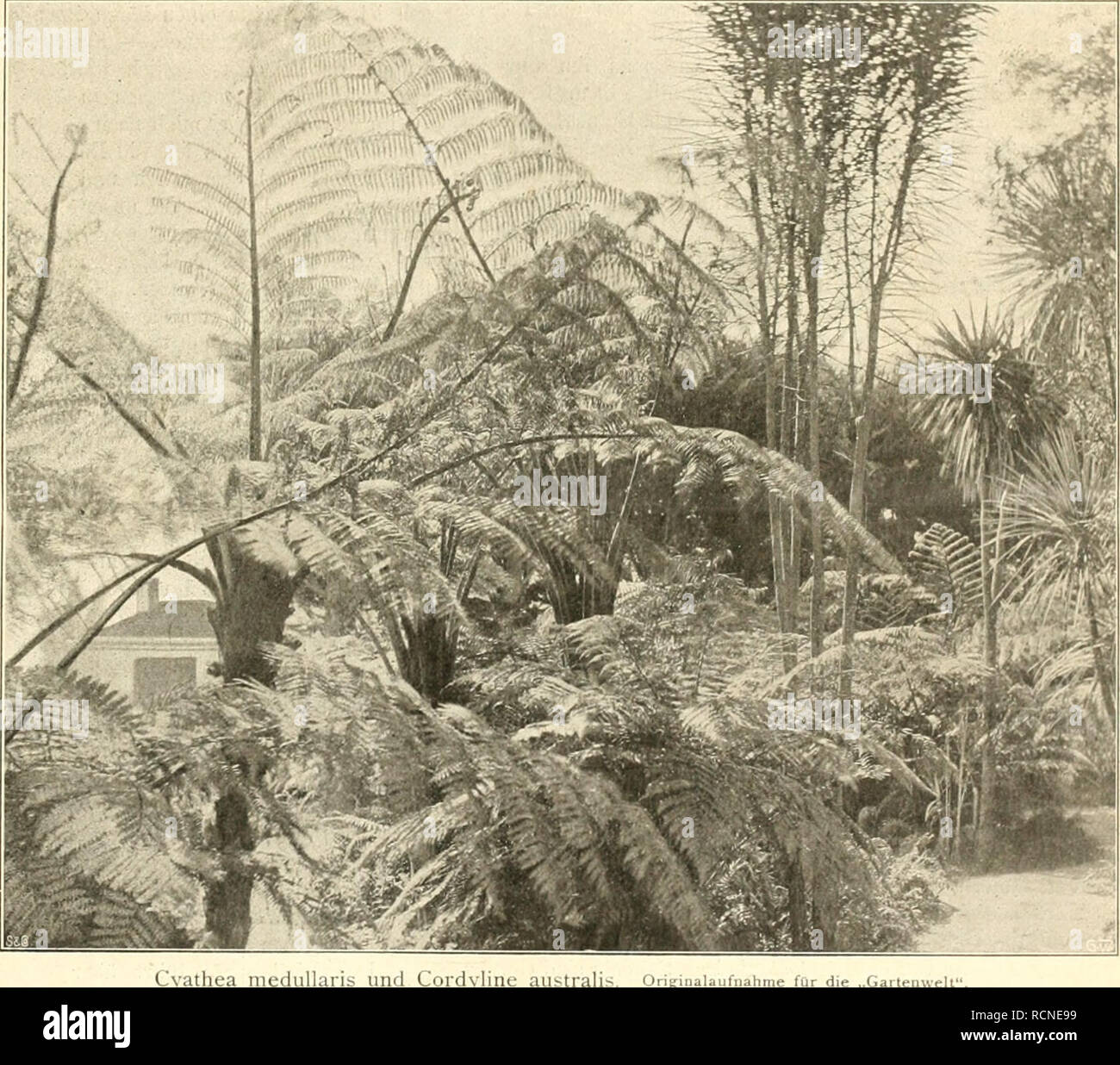 . Die Gartenwelt. Le jardinage. IX, 3 Gartenweh mourir. 27 nur Wägestenipel Frachtbriefe aufgedrückt dann auf die werden, wenn die von ordnungsmäßig Gewiohtsfeststellung selten der Bahn erfolgt ist. Sfldafrikanisches Obst. Dans den letzten Jaliren Nachdem der amerikanische Wettbewerb einen Aufschwung gewaltigen genommen hat, tritt nun neuerdings auch noch Rüdafrika mit seinem Obst auf den Plan. Das ist wohl eine Folge der Einführung Ver- besserer fahren für den Versand von Obst und von dem anderen leicht Ver- derben au.sgesetzten Erzeugnissen. Si sollen nach dem "Westd. Ldw.- vor kurzem à New-York dans Banque D'Images