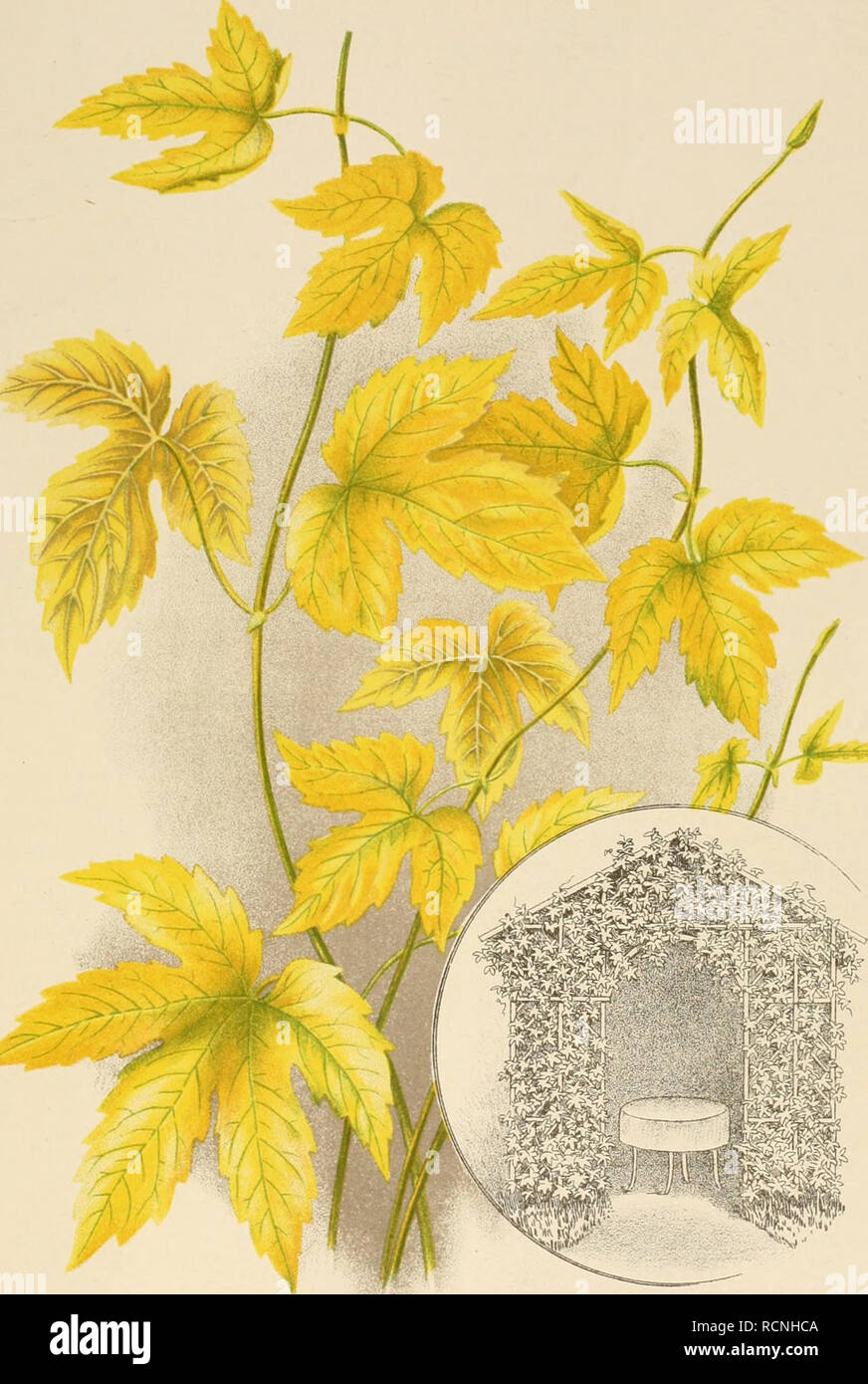 . Die Gartenwelt. Le jardinage. "Die Gartenwelt", complément ni.. Lnpulus aureus Humulus. (Goldenes Vliess). Verlag Gustav Schmidt vcn dans BorliD, S. O. 46.. Veuillez noter que ces images sont extraites de la page numérisée des images qui peuvent avoir été retouchées numériquement pour plus de lisibilité - coloration et l'aspect de ces illustrations ne peut pas parfaitement ressembler à l'œuvre originale.. Berlin : G. Schmidt Banque D'Images