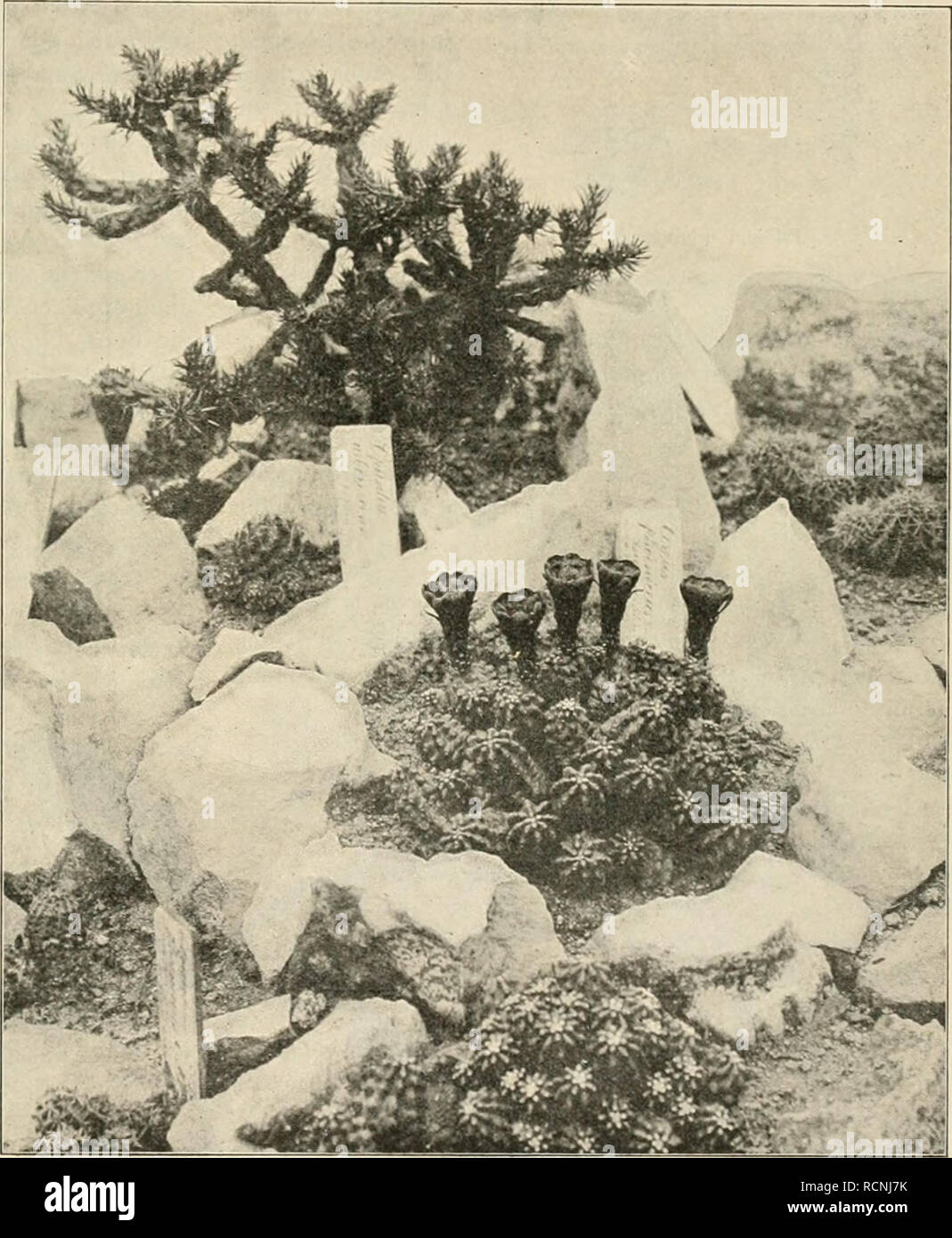 . Die Gartenwelt. Le jardinage. IV, 14 Die Gartenwelt. 159 Echinocadiis Engclm polyancistrus. et Bigel, ein reizend bestachelter Kaktus, kommt nur in den Bergen- Wüsten gebiete der von Californien und des angrenzenden Nevada und zwar dans l'établissement Hôtel¶hen von 1300 m, oft aber auch erst von 2000 bis zu un m 2600 m., l'adj seine Grenze mit der des Echino- zusamraeufäcereus mojavensis llt, vor. Er bildet etwas sä¶rmige ulen- fÃ, oben rundliche, nicht sprossende¶Kà rper, welche à ein dichtes Gewirr bis 10 cm langer, weifser¤chtig und prà purpurroter Stacheln eingehüllt sind. Die mittleren, weifsen Stacheln Banque D'Images