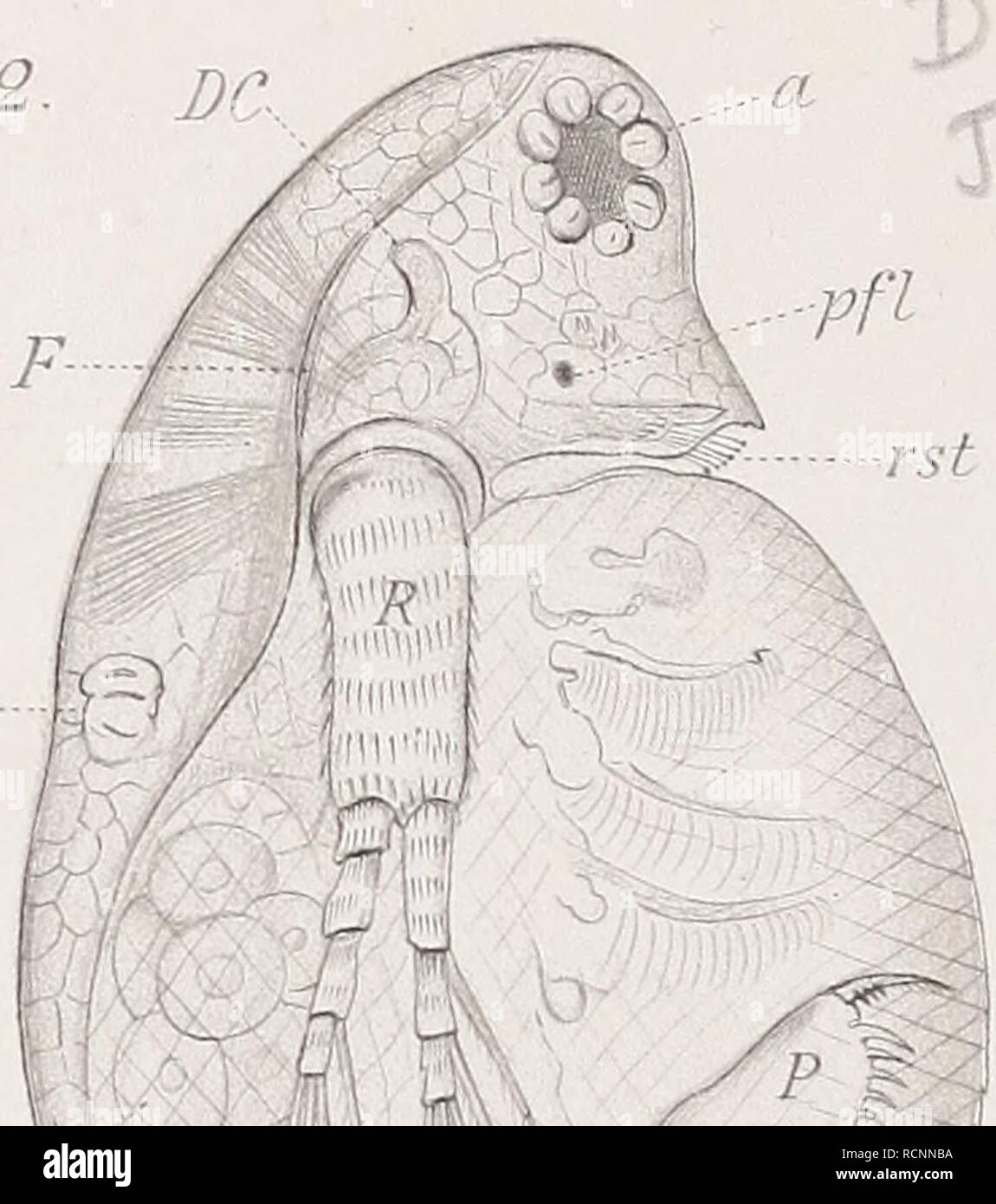 . Cladoceren die der Umgebung von Basel. Cladocères ; Crustacea. V Sehst. Veuillez noter que ces images sont extraites de la page numérisée des images qui peuvent avoir été retouchées numériquement pour plus de lisibilité - coloration et l'aspect de ces illustrations ne peut pas parfaitement ressembler à l'œuvre originale.. Stingelin, Theodor. Genf : Buchdruckerei Aubert-Schuchardt, Rey &AMP ; Malavallon, Nachf. Banque D'Images