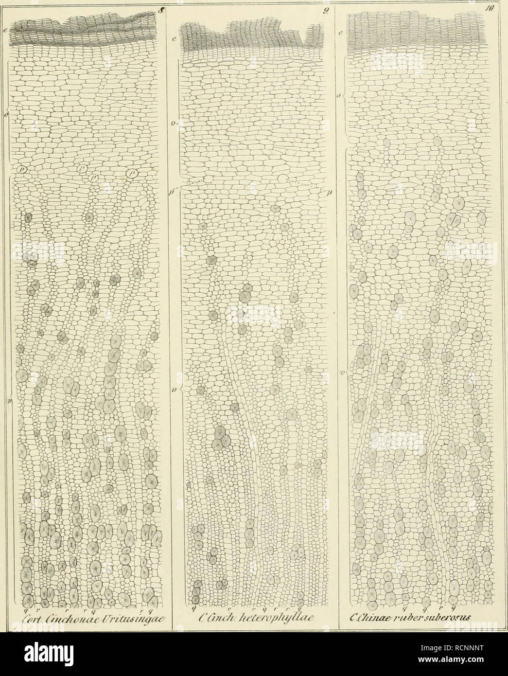 . Chinarinden pharmakognostischen die der Sammlung zu Berlin. Cinchona ; Rubiaceae, la botanique, Médical. MJL-. Chit. (Mc/u&gt;7iaf rriüisuigaey. Veuillez noter que ces images sont extraites de la page numérisée des images qui peuvent avoir été retouchées numériquement pour plus de lisibilité - coloration et l'aspect de ces illustrations ne peut pas parfaitement ressembler à l'œuvre originale.. Berg, O. C. (Carl Otto), 1815-1866. Berlin : Gaertner Banque D'Images