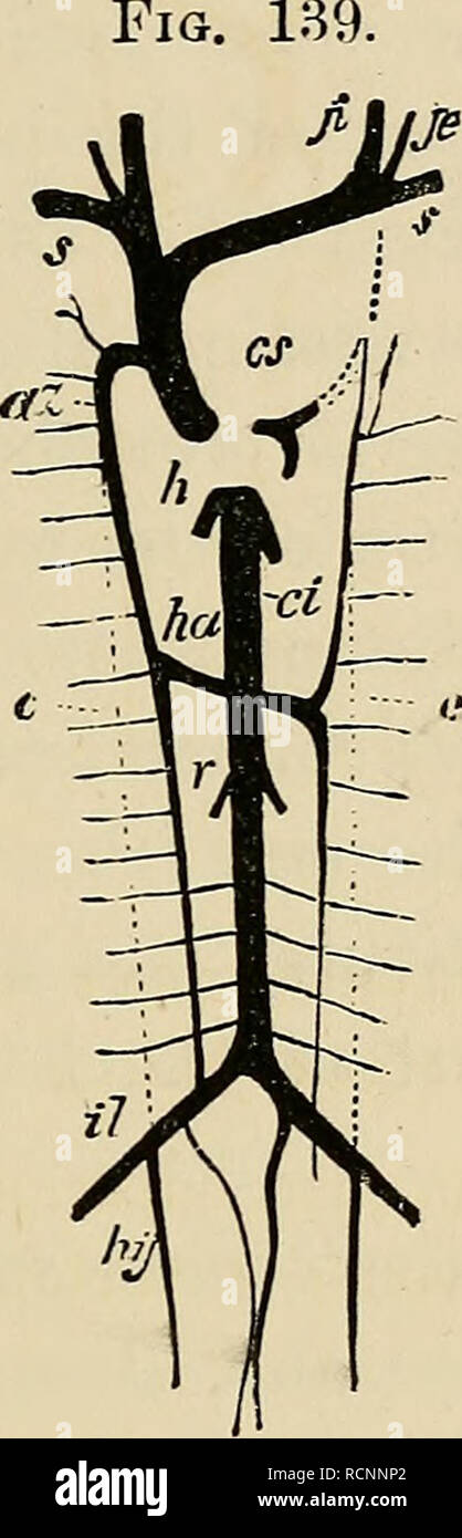 . Les éléments d'embryologie. L'embryologie ; l'embryologie. XII.] veines vertébrales. 411 inférieure (fig. 139, il). Ces navires, dont le développement n'a pas été suffisamment étudiée, la forme de la politique. Diagramme de la troncs veineux en chef de l'homme. ^ (de Gegenbaur.) cs. sinus coronaire ; s. veine sous-clavière, jugulaire interne. ji ; je. veine jugulaire externe ; az. azjgos ; veine veine hemiazygos ha. ; c. la ligne pointillée qui fais position précédente des veines cardinales ; d. vena cava inferior ; r. veines rénales ; il. ; iliaque hy. hypogas- veines tric ; h. des veines hépatiques. Les pointillés montrent la position des vaisseaux embryonnaires ab Banque D'Images