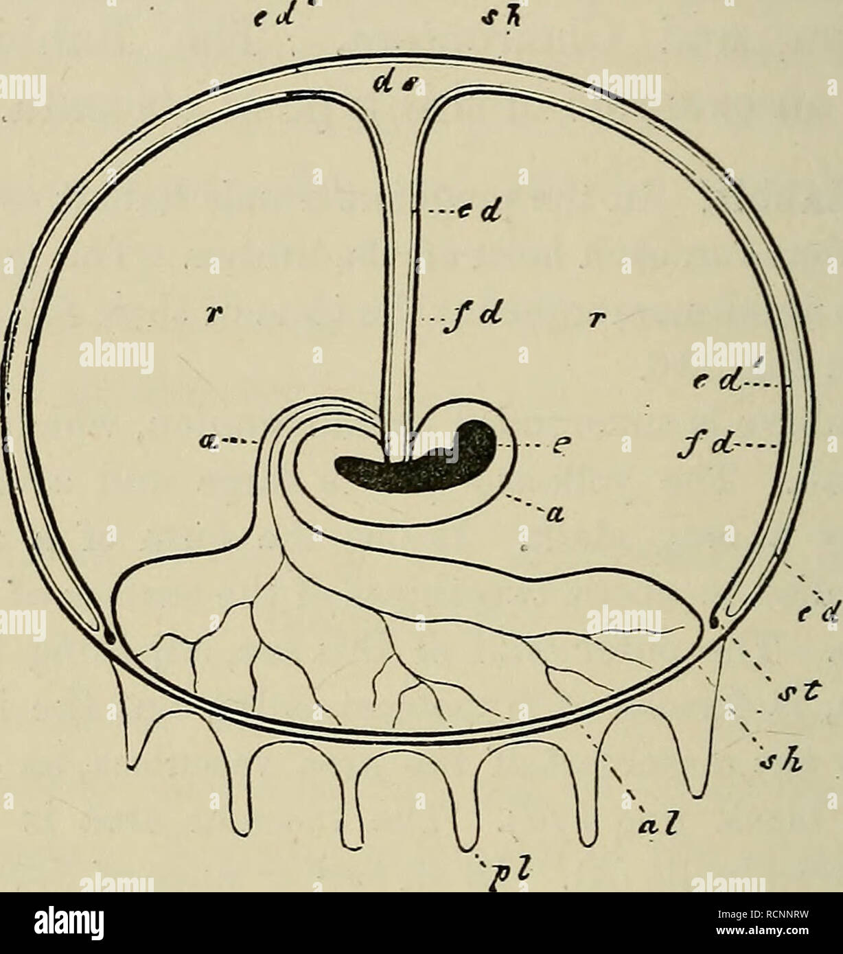 Les éléments d'embryologie. L'embryologie ; l'embryologie. 354 membranes  embryonnaires et résorption du sac vitellin. [