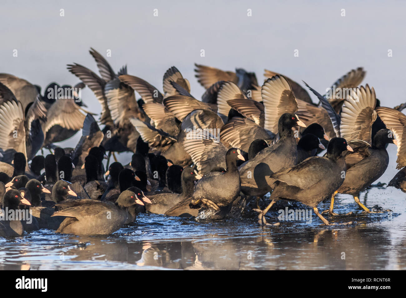 Foulque macroule (Fulica atra) en hiver. Lieu : Parc Naturel de Comana, Roumanie Banque D'Images