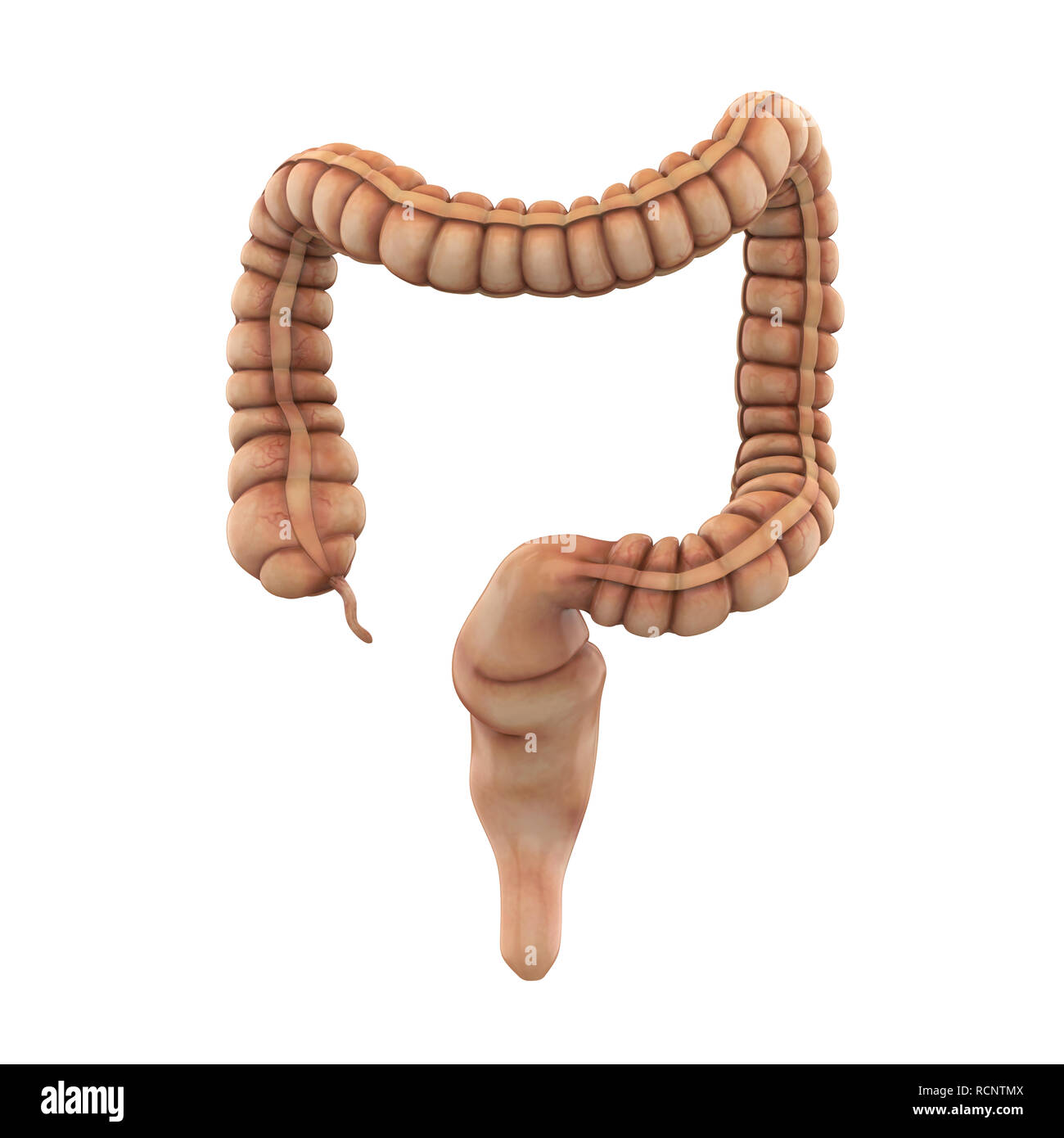 Colon humain anatomie Banque D'Images