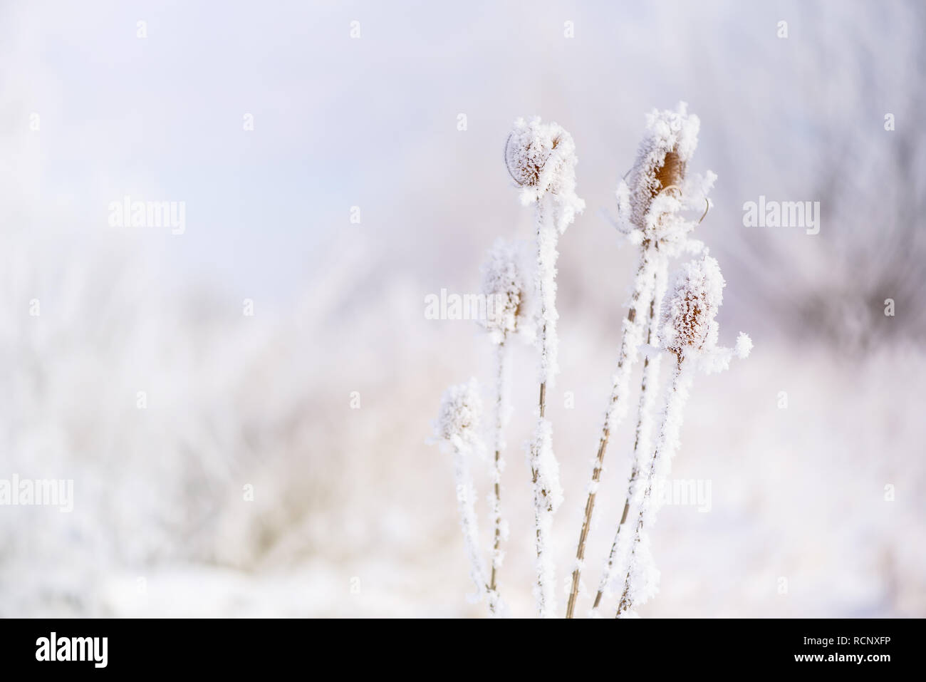 Chardon sec neige plante. La nature en hiver. Banque D'Images