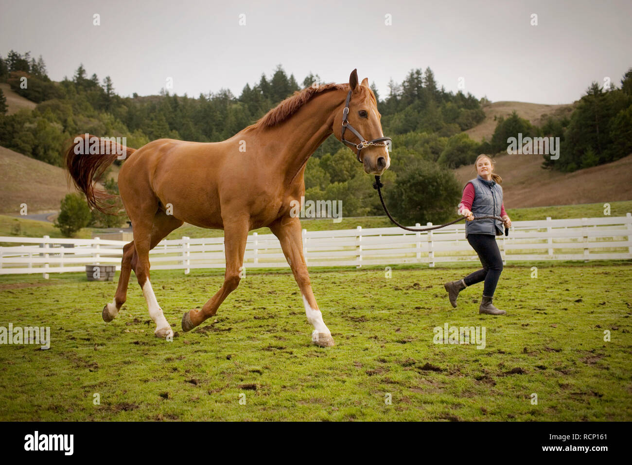 Jeune femme tournant avec son cheval brun dans un enclos. Banque D'Images
