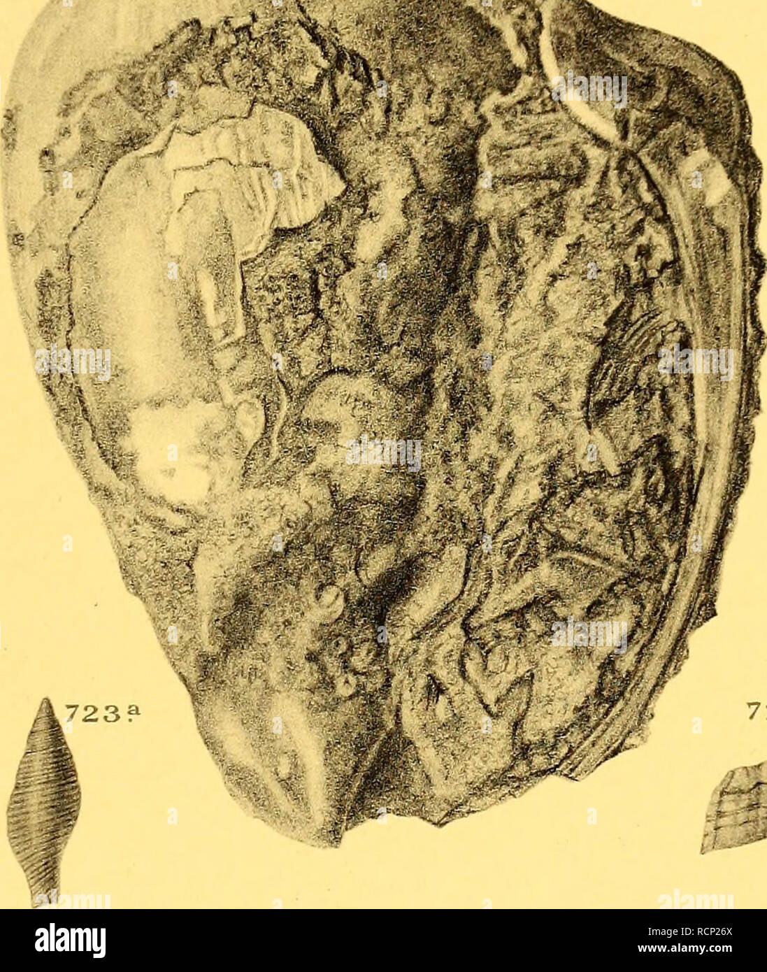 . Die fossilien von auf Grund von Java Sammlung von Dr. R.D.M. Verbeek und von anderen ;. La paléontologie, les mollusques, les combustibles. 72 O ? J'722. 721 723 ? 725* 725 ? 2/4 726.a. 722 ? Â ^ 2/4 722.a 724. 724-A 727.a 1 724- 727. 71 7 .a 726Â° 4 &gt ;&gt ; 344.. Veuillez noter que ces images sont extraites de la page numérisée des images qui peuvent avoir été retouchées numériquement pour plus de lisibilité - coloration et l'aspect de ces illustrations ne peut pas parfaitement ressembler à l'œuvre originale.. Martin, Karl, 1851-1942 ; Verbeek, R. D. M. (Rogier Diederik Marius), 1845-1926 ; Pays-Bas (Royaume : 1815- ). Departement van Kolo Banque D'Images