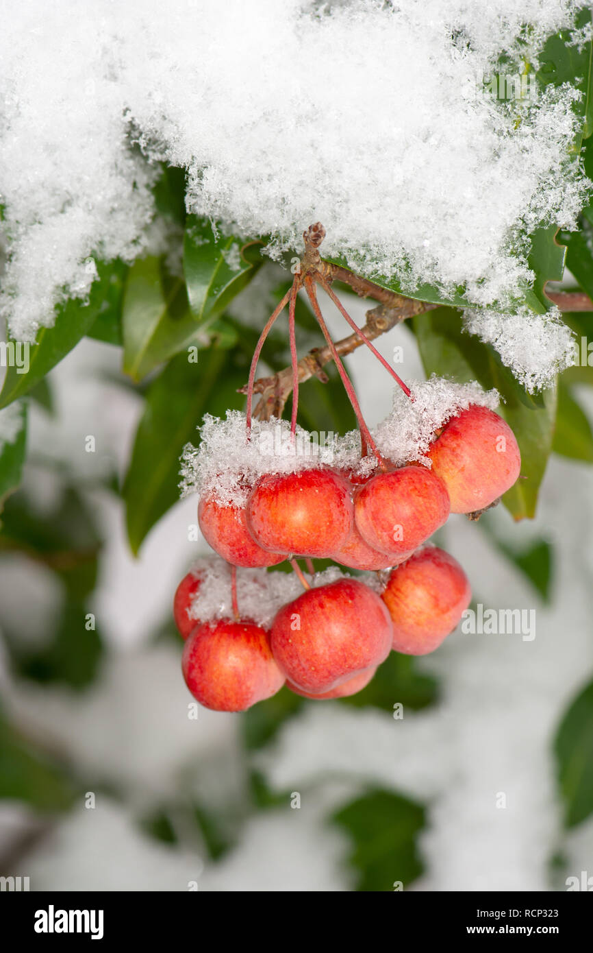 Des pommes mûres gelée recouverte de neige - selective focus Banque D'Images