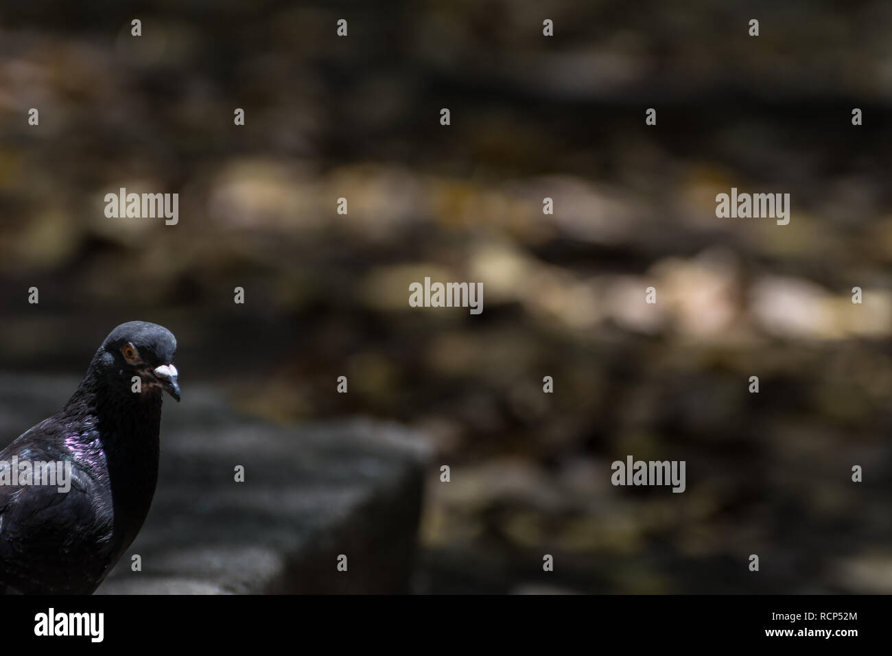 2019, janvier. Rio de Janeiro, Brésil. Pigeon isolé sur un arrière-plan flou. Banque D'Images