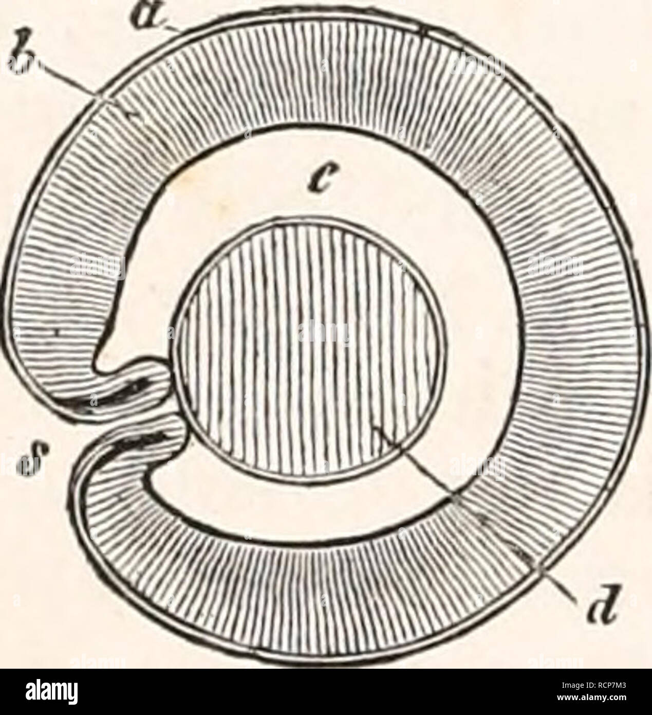 . Éléments de l'anatomie comparée. Anatomie, comparatif. Fig. 291. Une ...