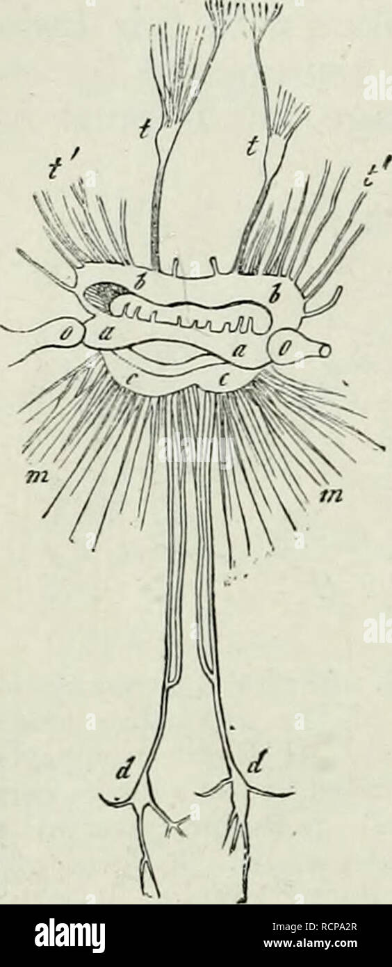 . Éléments de l'Anatomie Comparée. 350 co^IPARATIVE ANATOMIE. sont également trouvés dans le Ceplialopoda tliey ; mais sont plus étroitement rapprochées en conséquence de la réduction de leur com- missures. Former un anneau autour de l'oesophage. Dans le Dibranchiata cet anneau est fermé par le cartilage céphalique de telle manière que les nerfs périphériques passent à travers foramina dans elle. Dans Nautilus, la partie supérieure de l'œsophage est formé par un ti'ansversely éliminés masse nerveux (Fig. 186, aa) ; les nerfs des organes sensoriels sont émis à l'autre. Il correspond à la Cerebral gangli Banque D'Images