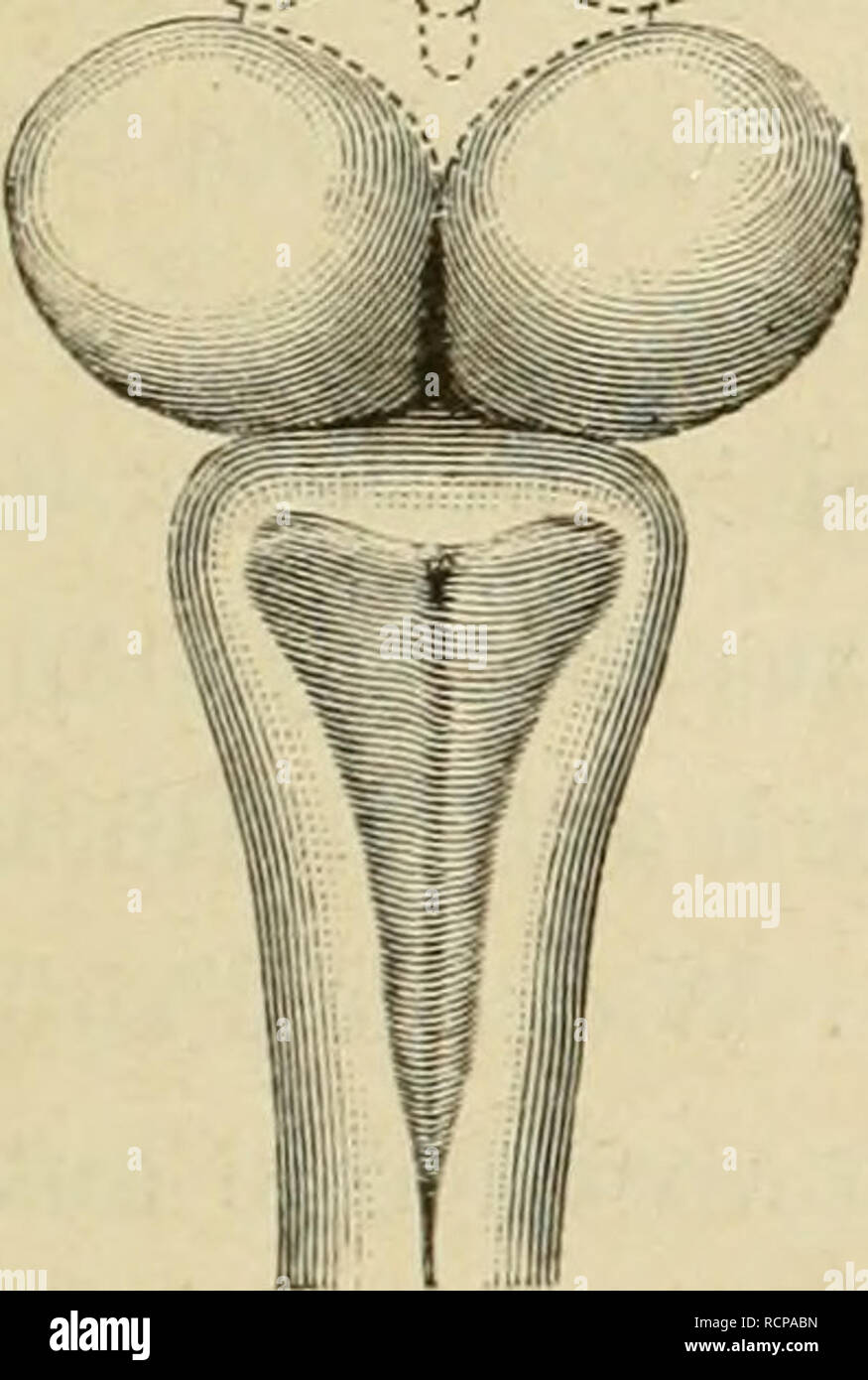 . Die Funktionen des Centralnervensystems und ihre phylogenese. La neuroanatomie, la neurophysiologie. Abtracyuiicr Schliiijrcl dcr. Un 29, ob diese Bcwegungon Ueherspringen, wie das der llindernisse exploitation und die HofFnungslosigkeit eines jeden Versuches gegeniiber liolien zu Hindernissen, bewusste Handlungen oder ob sie in die Kategorie der Uefiexbewegungen im weitesten Sinne zu rechnen sind. Das ist dieselbe Frage, welche vor einem vite Menschenalter Reflexbewegungen Riickonmarkes für die des gcstellt boantwortet und dort nicht erschopfend wor- den ist. Aber die heissen Kampfe, welche senneur Z Banque D'Images