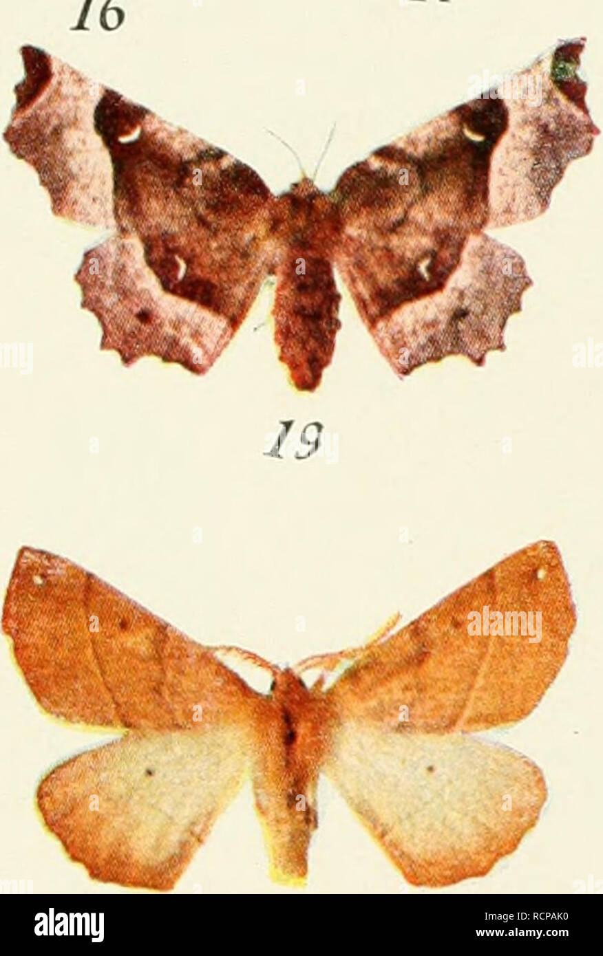 . Die forstinsekten Mitteleuropas. Ein Lehr- und handbuch. Les arbres ; les insectes utiles. 25 ^ » ^ ^Geomctriden 2728 Spanner) t-8 Bup. piniarius Z. c^. 9 -12 Bup. piiiiarius/,. Ü. 13 Hematurga Hcmaturga alomaria Z. cf. 14 ato- maria L. ^'. 15 Semiothisa liturata C/. 16 signaria Semiothisa Hl^. 1- abietaria Eupithecia va. ISSelcnia bilunaria Selenia tetralunaria Esp 19 i/// ;. 20 Biston hirtaria (7. 21 aurantiaria Hibernia Hibernia 22 l// ilefoliaria /..£.. Hibernia defoliaria, 23 / 24. cf. Himera pennaria L 25 Boarmia ribeata Cl. 26 Boarmia secundaria E'ip. 27 28 EUopi prosapiaria Ellopia L. Banque D'Images