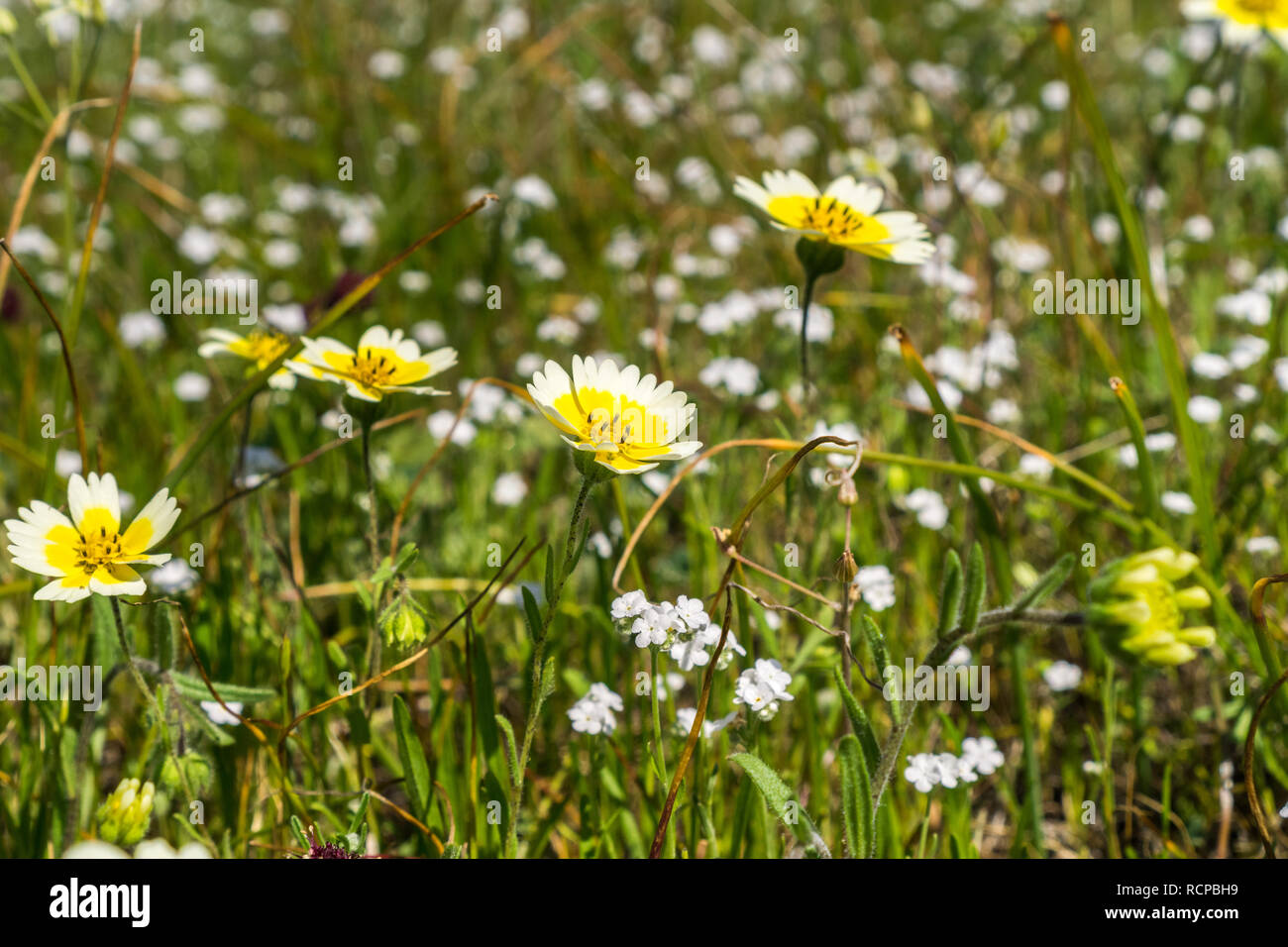 Layia platyglossa wildflowers (communément appelé le tidytips côtière) sur terrain, en Californie Banque D'Images