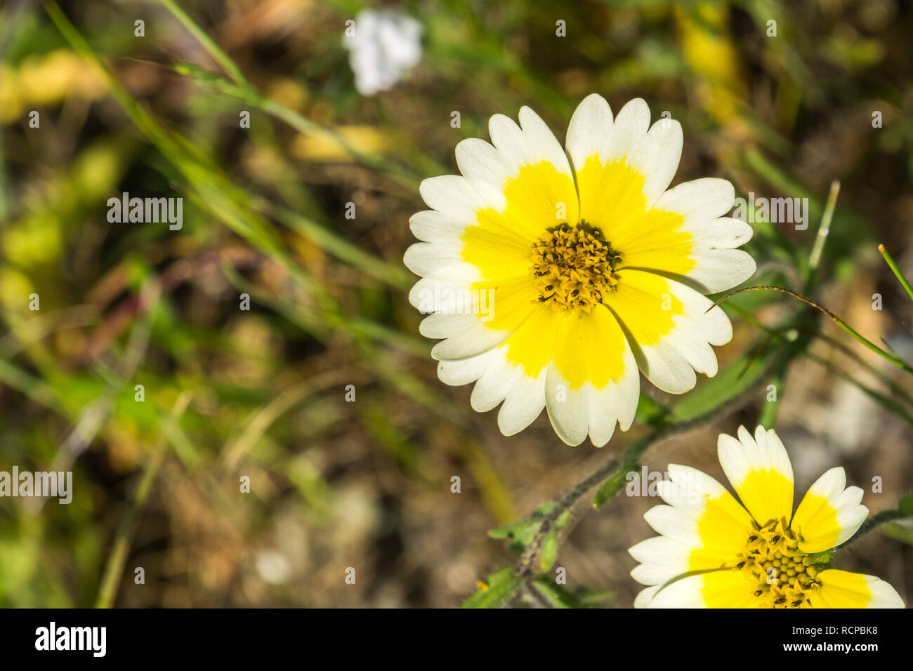 Close up of Layia platyglossa wildflowers, communément appelé tidytips côtières, en Californie Banque D'Images