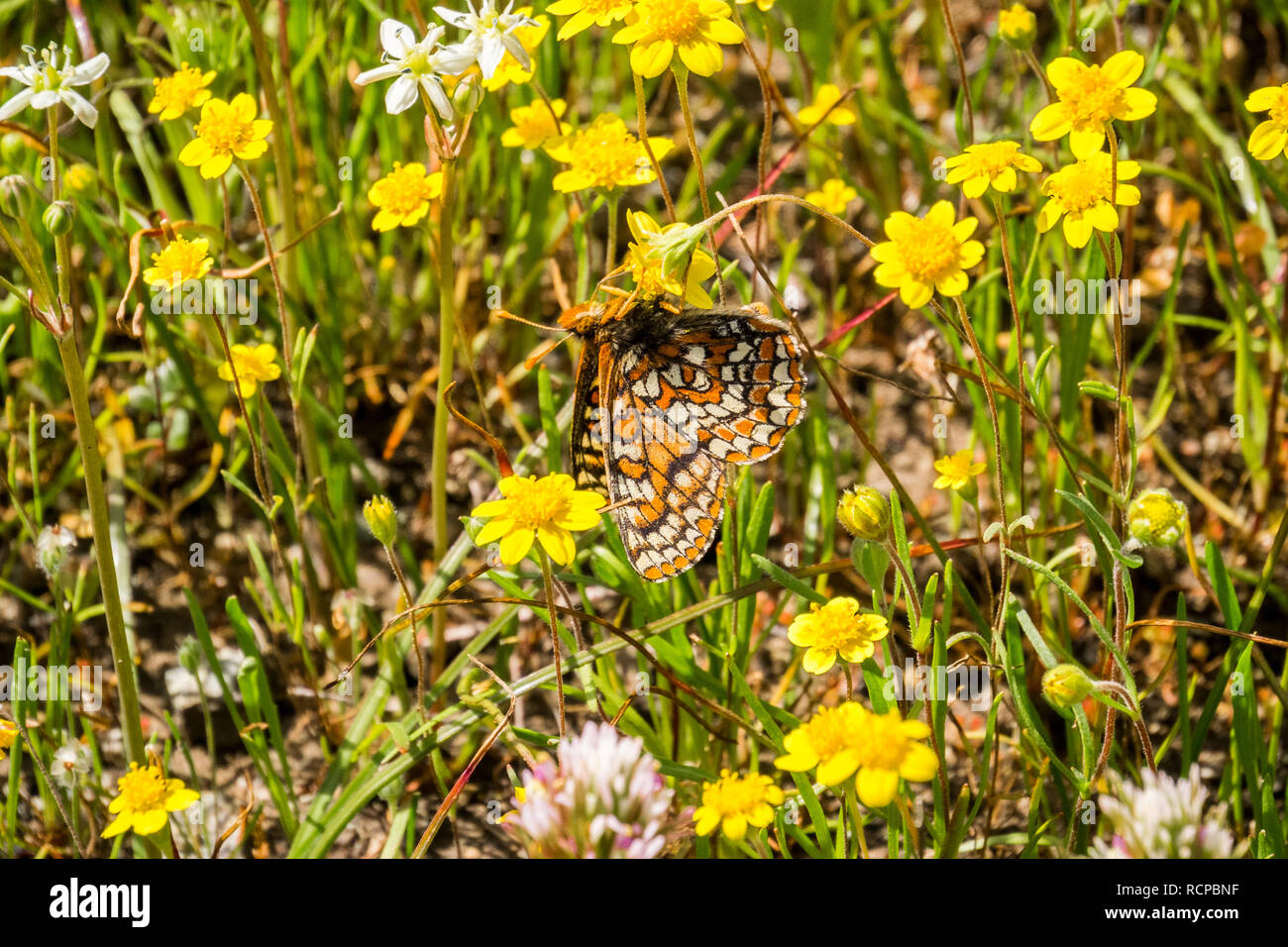 Damier Bay butterfly (Euphydryas editha bayensis) sur goldfield fleurs sauvages ; classé comme espèce menacée par le gouvernement fédéral, région de la baie de San Francisco, Banque D'Images