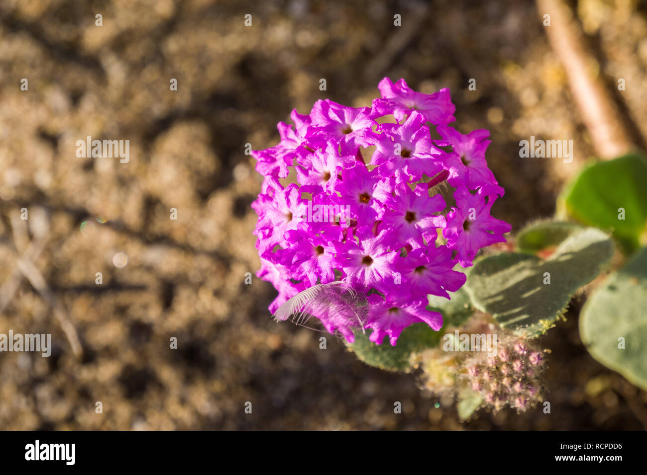 Close up of desert abronie rose (Abronia villosa) Anza Borrego Desert fleurissent dans State Park, San Diego County, Californie Banque D'Images