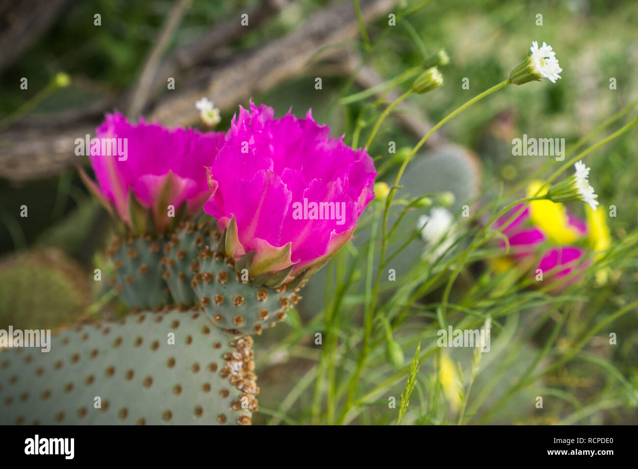 Blooming Opuntia basilaris (le Cactus de Castor), trouvés dans le sud-ouest de l'United States (désert de Mojave, Anza-Borrego Desert State Park, Californie déserts, Banque D'Images