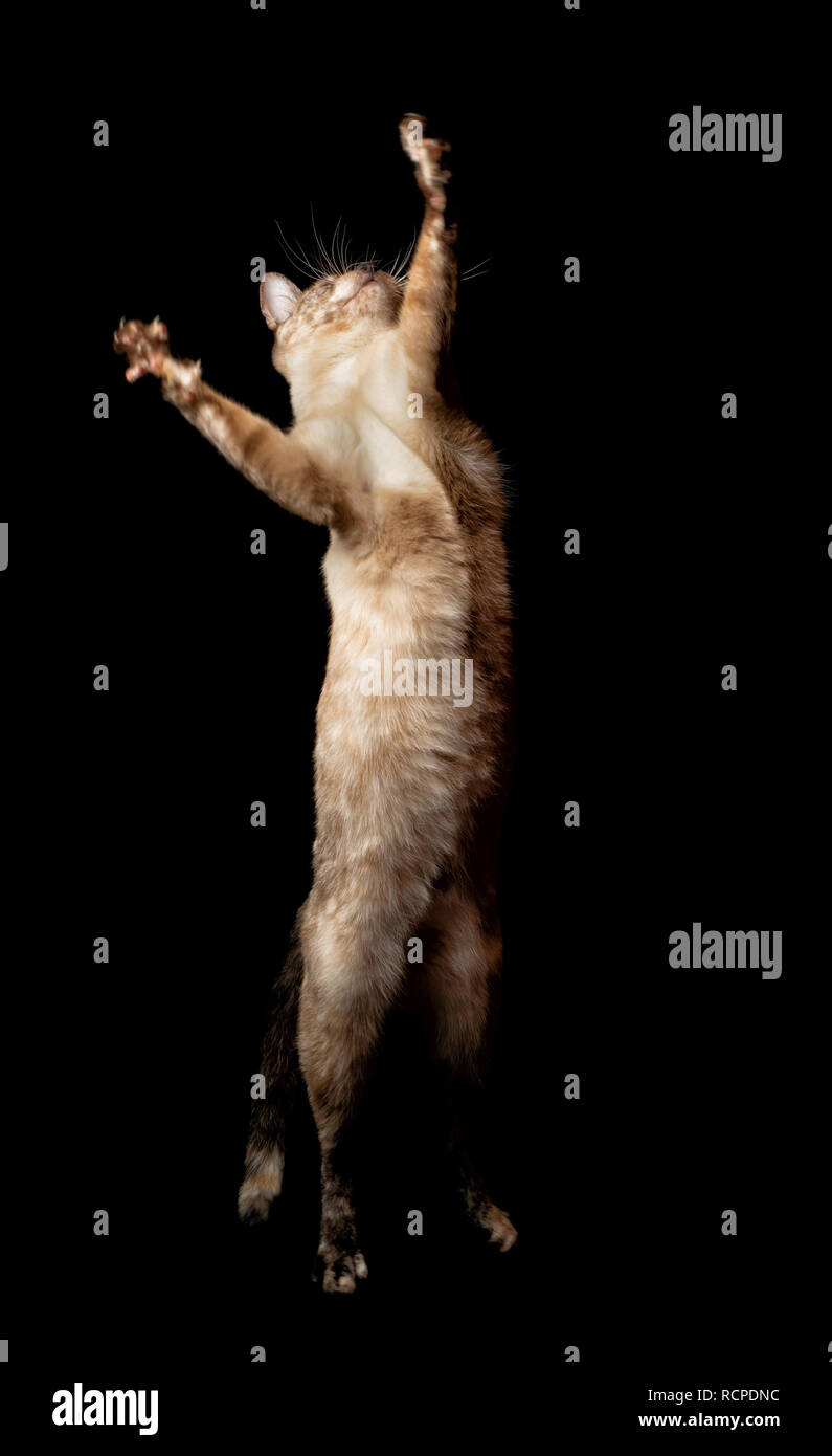 Tortie point Siamese Cat atteindre et sauter jusqu'après quelque chose, sur fond noir Banque D'Images
