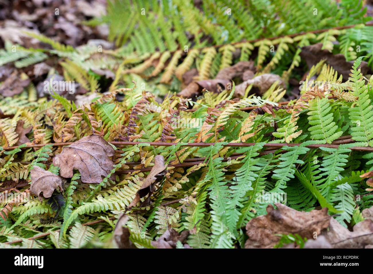 Gros plan des frondes de fougères mourant en hiver sur le fond de la forêt, Angleterre, Royaume-Uni Banque D'Images