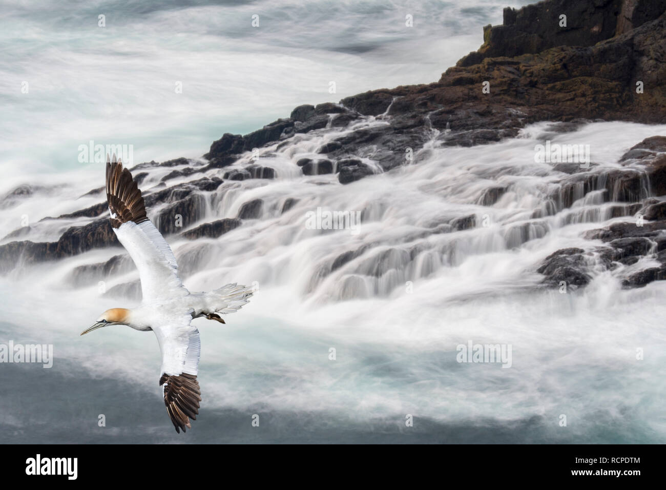 Fou de Bassan (Morus bassanus) planeur plus de vagues se briser sur les rochers de la falaise la mer au printemps, Shetland, Scotland, UK Banque D'Images