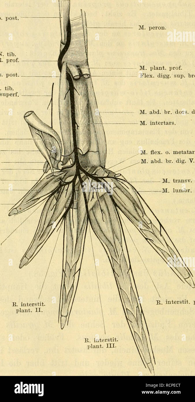 . Die pot des Frosches ; Ein Handbuch fÃ¼r Physiologen Ãrzte Studire, und. Plexus lombo-sacralis 200. An der Planta pedis dringt der jR. profundus des ^N. tibialis sofort Unter dem Ursprung des M. tarsalis 2)0sticus hindurch in die Tiefe, d. h. dans die Rinne zwischen M. intertarsalis und M. tarsalis Fig. 58. M. tib. post. N. TIB. K. prof. M. tars. post. N. TIB. E. superf. M. abd. praeli. M. abd. br., hall de l'usine. PraehaU. R. circumtles. M. oppon. hall. M. fl. ter. E. cut. tib.-marg. M. Perron. M. Plante, prof. Elex. digg. sup. brev. M. abd. br. dors. dig. C. M. intertars. M. flex. o. metatars. Banque D'Images