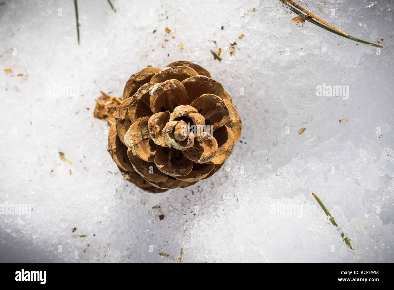 Cône de pin dans la neige fondante, Californie Banque D'Images