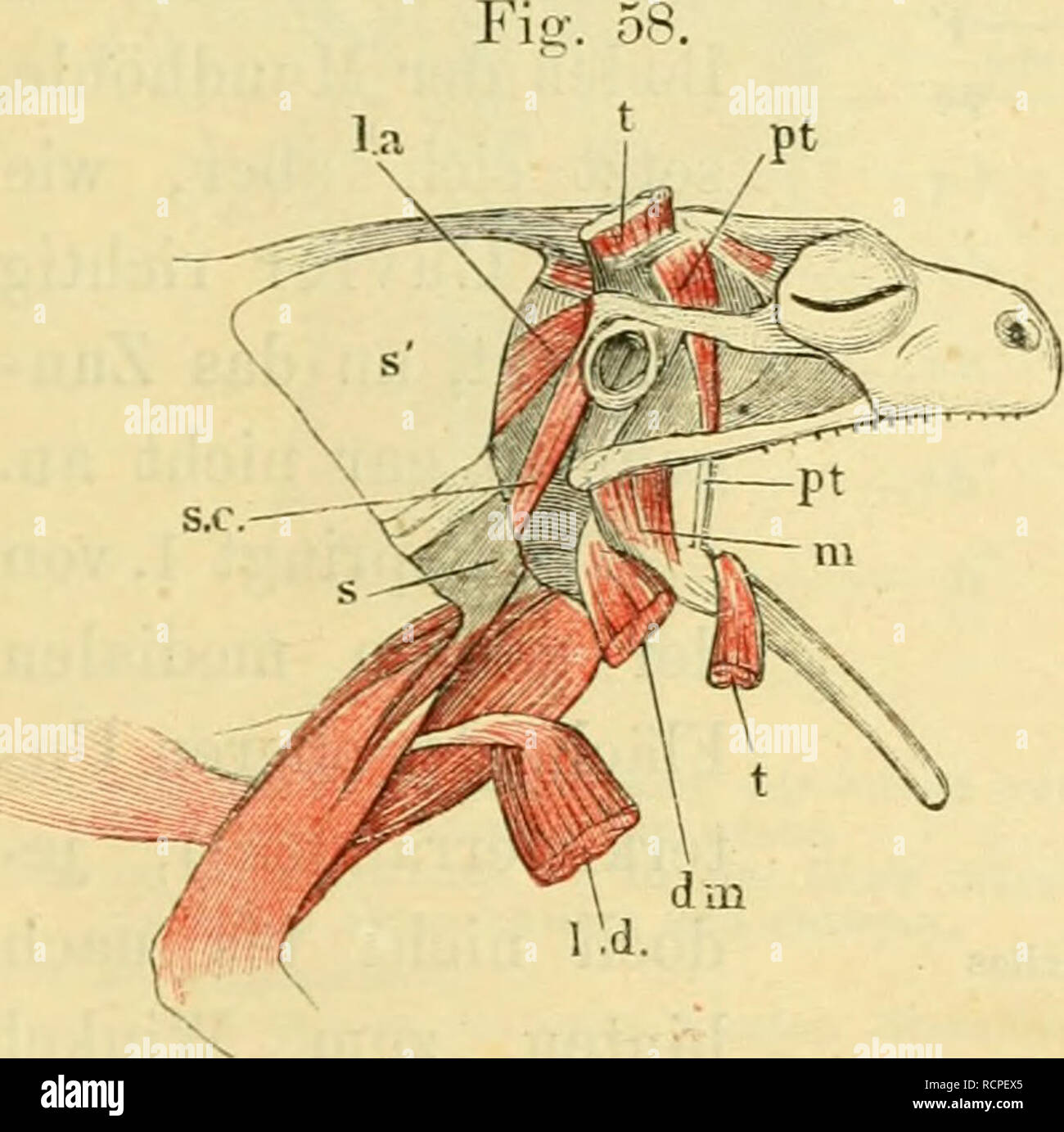 Die Pot Des Frosches Faa R Physiologen Ein Handbuch Arzte Studire Und 15 Ni Pterygoideus Fig A Spt 53 50 J Cuvier M Temporalis Ii 1 E Zenker M Massetericus 1