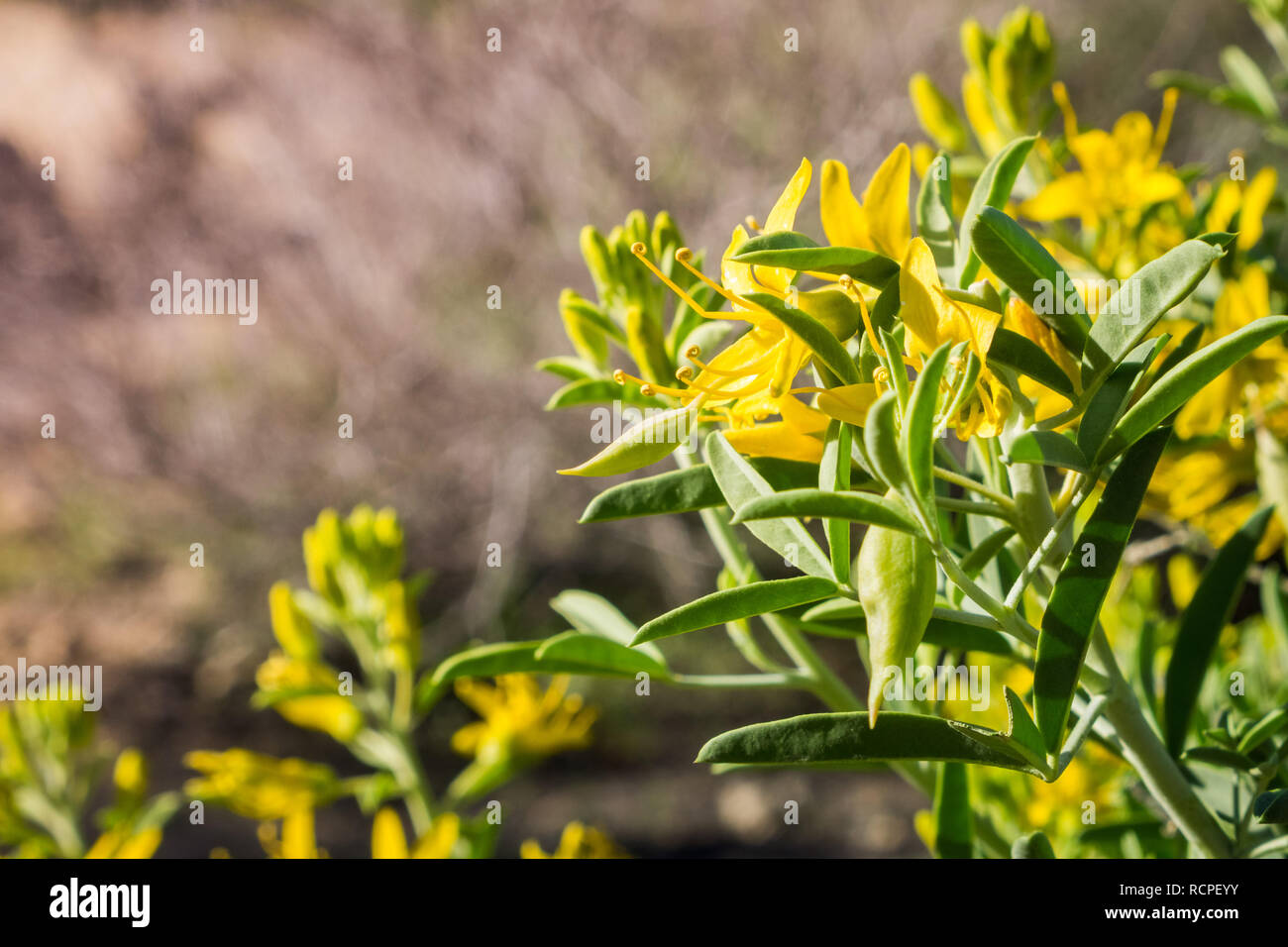 Peritoma arborea (connu comme burrofat brûlante, et la Californie cleome) fleurissent dans Joshua Tree National Park, Californie Banque D'Images