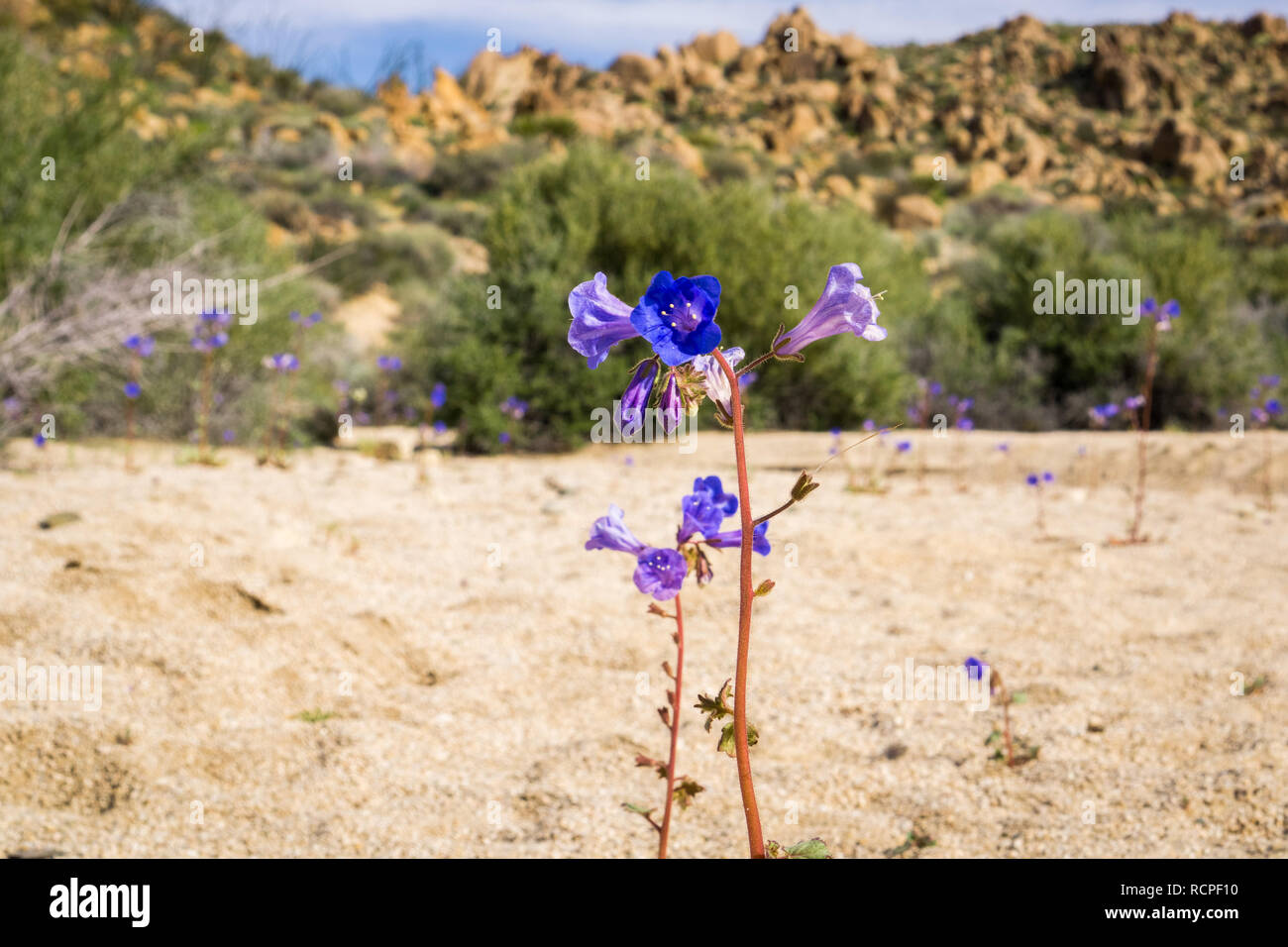 Cloches (Phacelia campanularia désert) fleurs, Joshua Tree National Park, Californie Banque D'Images