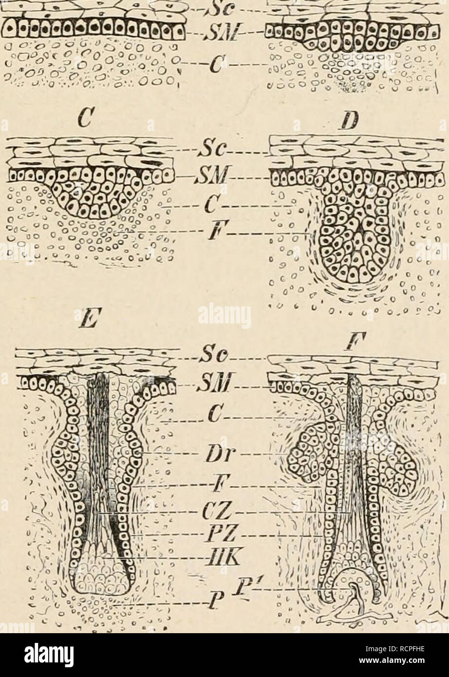 . Éléments de l'anatomie comparée des vertébrés. L'anatomie, les vertébrés ; Comparatif -- Anatomie. Tégument. 23 recherches Palseontological n'ont pas encore mis en lumière aucun des stades intermédiaire entre les échelles et les plumes, mais une fois qu'ils doivent avoir existé est illustré par le développement de ces structures (comp. Fig. 12 et description). Il n'y a aucune trace d'os dermique (derinostoses)l ou de calcifications dans la peau d'oiseaux, et les glandes sont réduites à une seule masse-la glande uropygienne : c'est situé à la base de la queue (uropygium), et sa sécrétion sert à o Banque D'Images