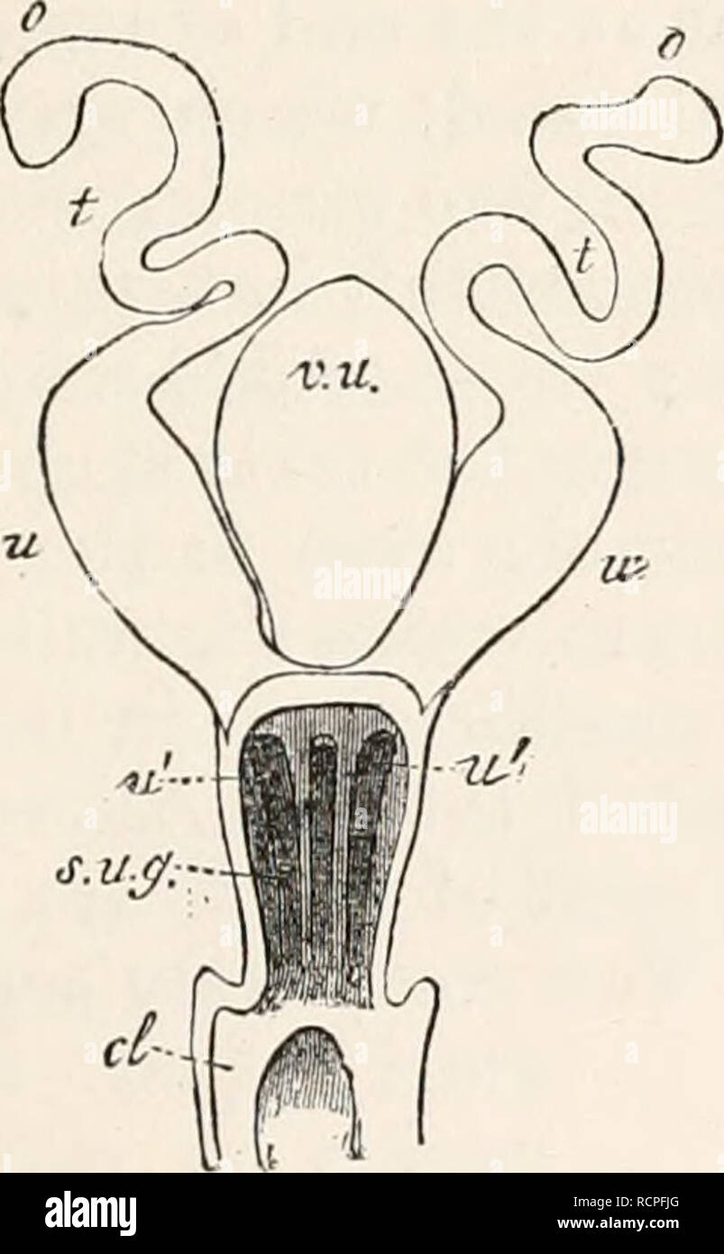 . Éléments de l'anatomie comparée. Anatomie, comparatif. Organes génératifs de vertébrés. 615 chaque parfois conduit spermatique s'ouvre sur un processus (Saurii papillif orm, Aves). Un rudiment du conduit de Mullerian peut parfois être vu sous la forme d'un filament en passant l'avant de l'extrémité antérieure de la rein secondaire (Saurii), tandis que d'autres vestiges de la partie antérieure du rein primitif qui ne sont pas convertis dans le testicule secondaire peut être reconnu. § 454. Dans l'appareil génératif Mammalia subit de grandes métamorphoses, en raison de la plus à l'élaboration de diverses parties de Banque D'Images