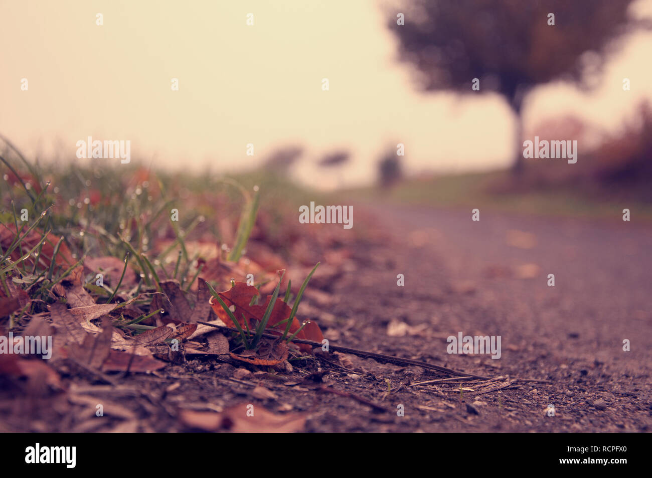 Feuillage sur le terrain par jziprian Banque D'Images