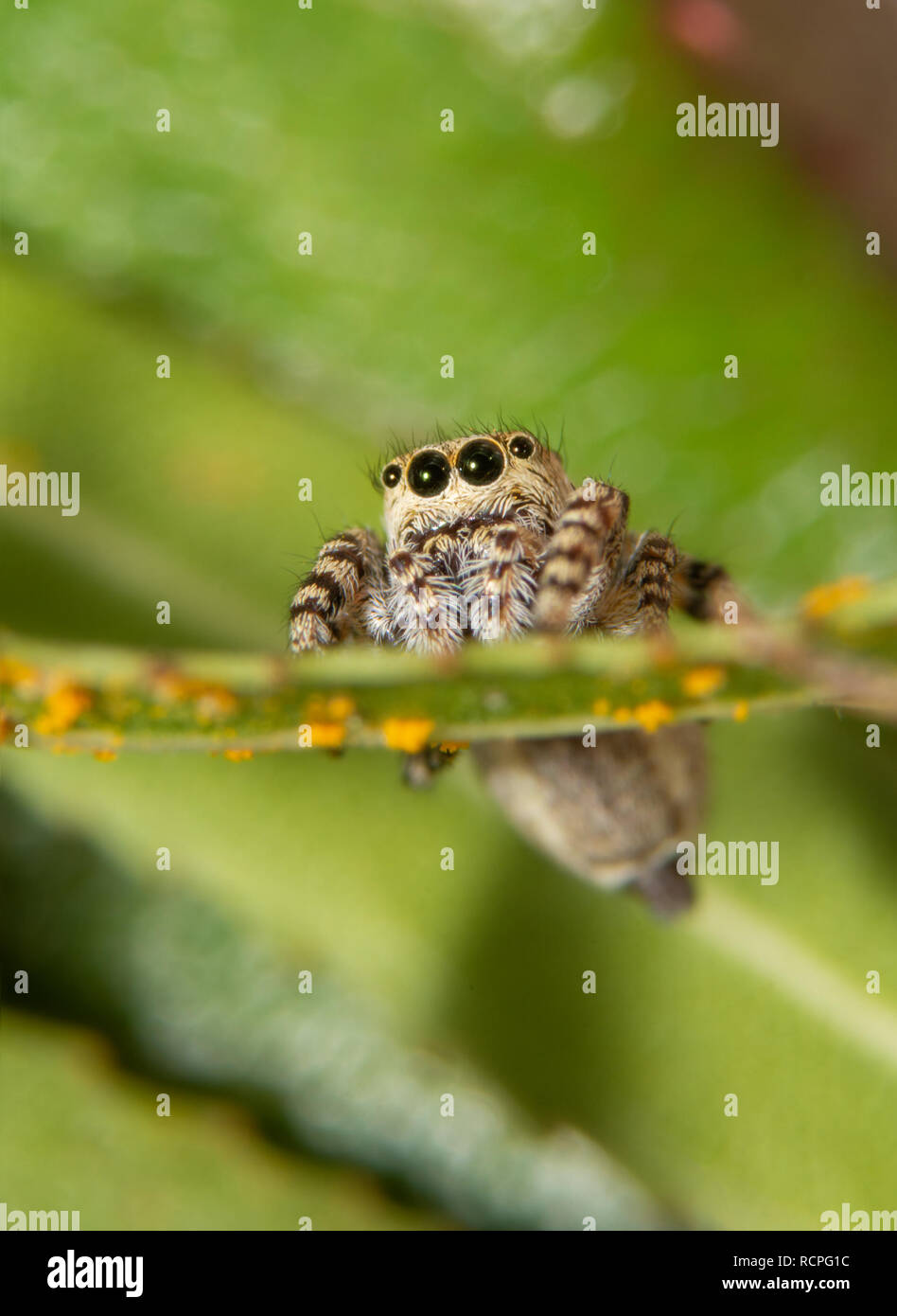 Vue de face d'un petit cavalier poivrées, Pelegrina spider galathea assis sur une feuille de saule Banque D'Images