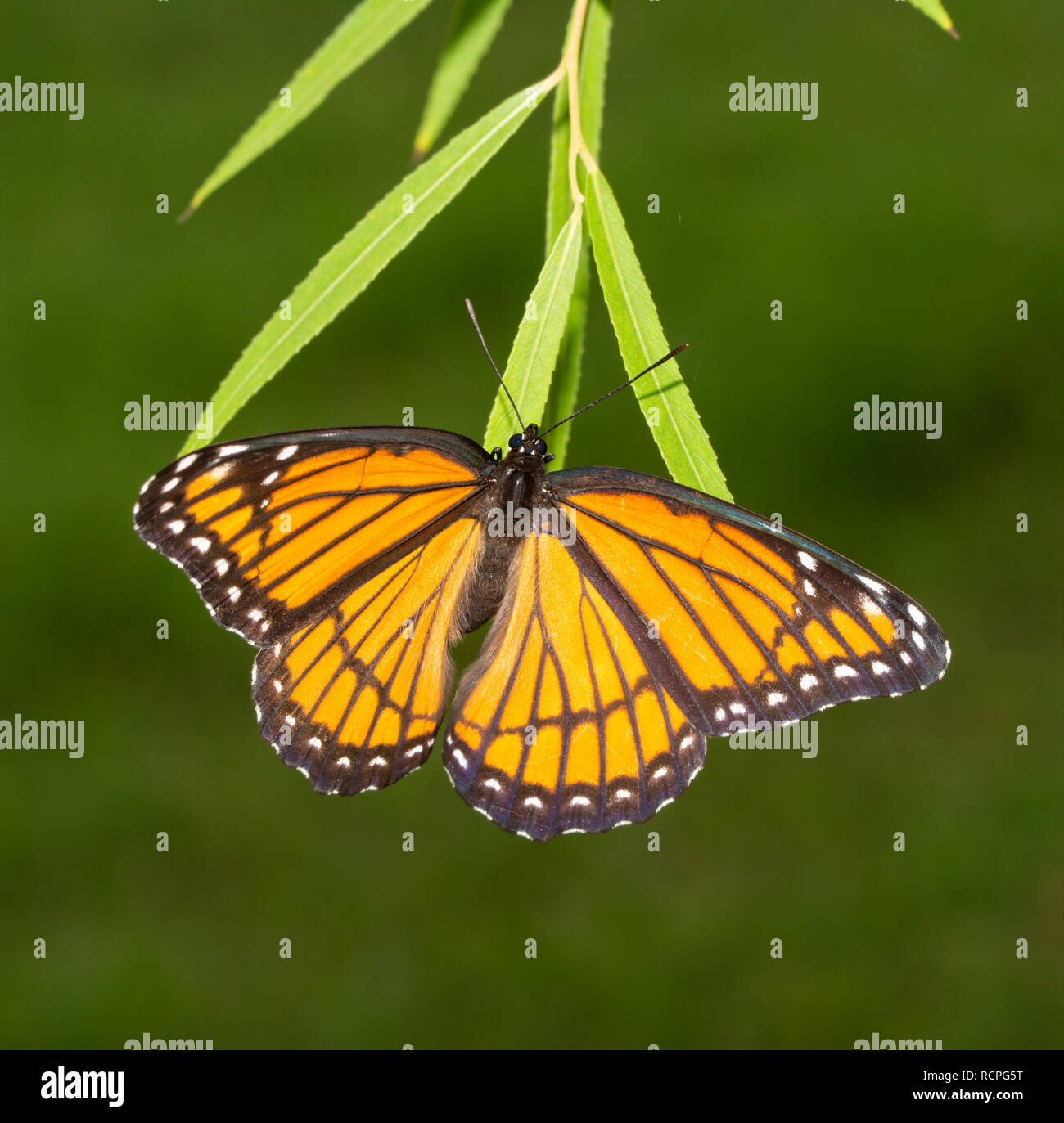 Papillon vice-roi femelle pondre sur les feuilles de saule conseils à l'automne Banque D'Images
