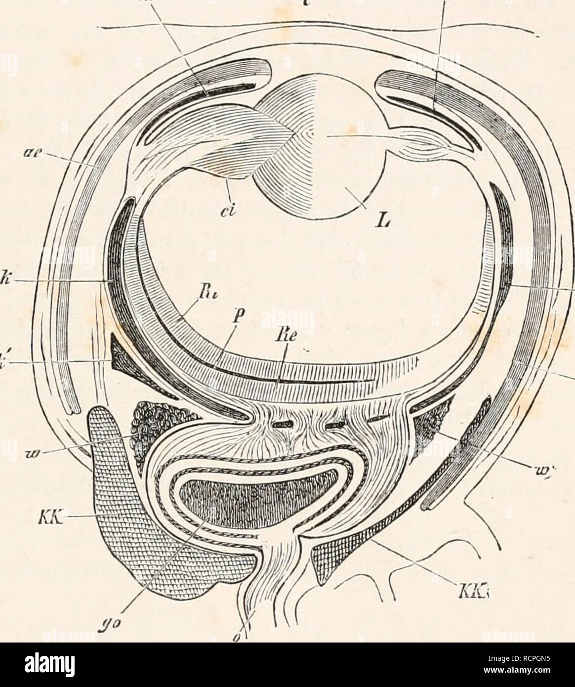 . Éléments de l'anatomie comparée. Anatomie, comparatif. Les ORGANES VISUELS DES MOLLUSQUES. À 355 K-J 1-8 -&lt;BI une sorte de cavité orbitaire. Dans^ Nautilus capsule optique est en continuité avec la tige ; dans le Dibranchiata il est placé dans l'orbite cartilagineux, où il joint l'enlai ganglionnaire gestion du nerf optique (Fig. 188, rendez-vous), qui est représenté dans Nautilus par une couche qui s'étend sur une plus grande partie de l'ampoule. En avant, la capsule optique constitue un investissement léger (G), qui est connu comme la cornée ; et les médias de réfraction de l'ampoule sont placées derrière elle. Cette cornée est absen Banque D'Images
