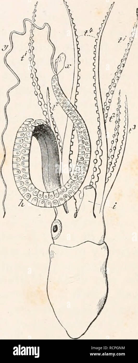 . Éléments de l'anatomie comparée. Anatomie, comparatif. Appendices de mollusques. 3^7 tous Dibranchiata. Les armoiries de l'Octopoda, comme les semblables dans les Decapoda, sont reliés à leur base par un site web, ex- cepting la paire qui sont le plus près de l'autre de l'entonnoir. Cette membrane de raccordement s'étend plus loin dans certains Octopoda ; parfois sur quelques-unes des armes seulement (quatre en Tremoctopus), ou sur eux tous (Histioteuthis, plus complètement dans Cirroteuthis), et se poursuit jusqu'à l'extrémité des bras. Les ventouses sont des structures spéciales figurant sur les armes de l'Cephalopoda ; ils Banque D'Images
