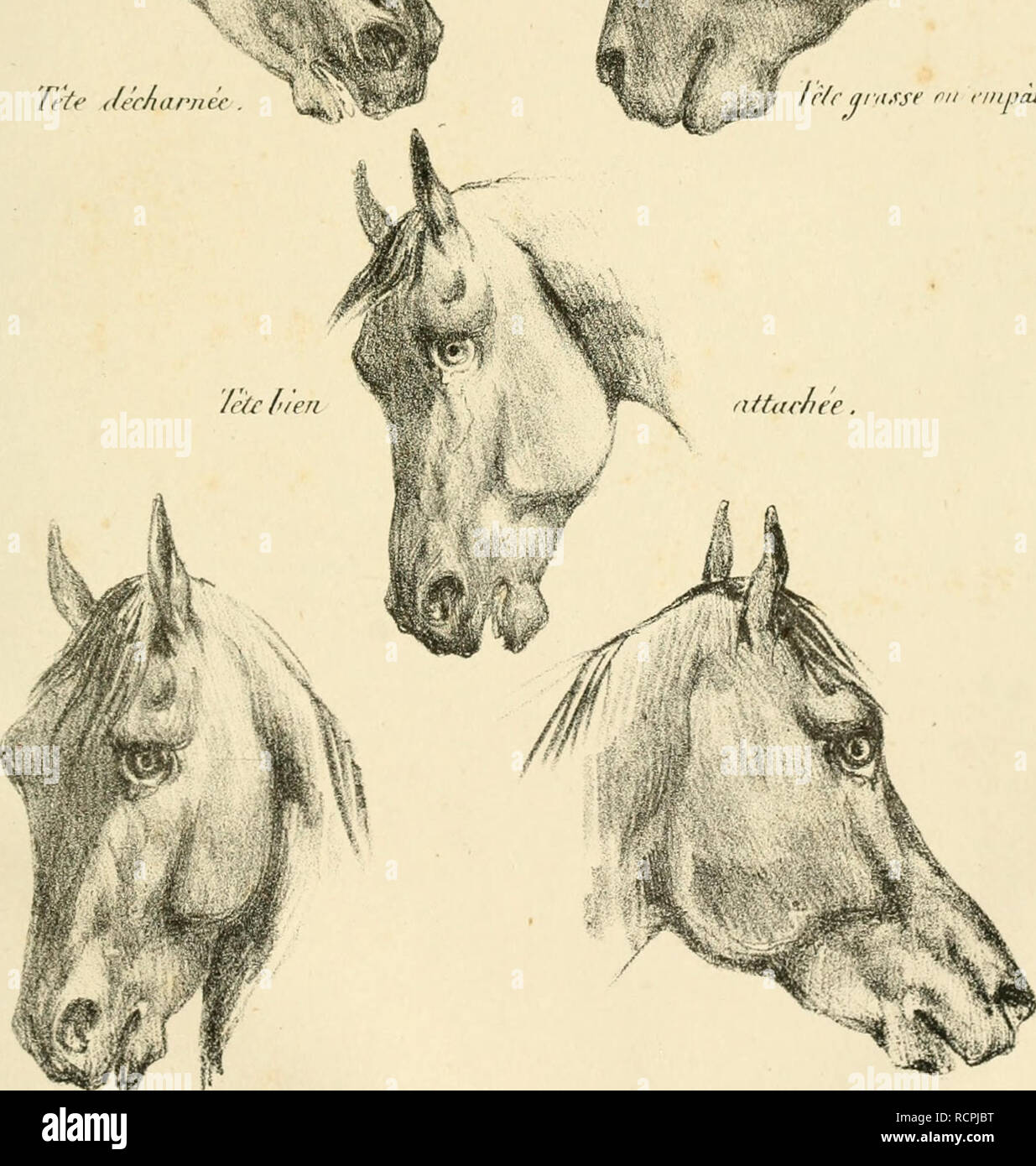 . Dictionnaire d'hippiatrique et d'équitation : ouvrage où se trouvent réunies toutes les connaissances hippiques. Les chevaux, l'équitation. 4 *â ¢*â â * **&Lt ; //â ¢/(â" ijnisst &Lt ;'" l'inpà l/ :. léà ' plaquée. ^ Té/tf/ adachxi lut- Jiuirlreu^ uf C, Ji di 1 ub'-j'Têies riiovjil de SC. Veuillez noter que ces images sont extraites de la page numérisée des images qui peuvent avoir été retouchées numériquement pour plus de lisibilité - coloration et l'aspect de ces illustrations ne peut pas parfaitement ressembler à l'œuvre originale.. Cardini, F. Joseph, b. 1782. Paris : Bouchard-Huzard Banque D'Images