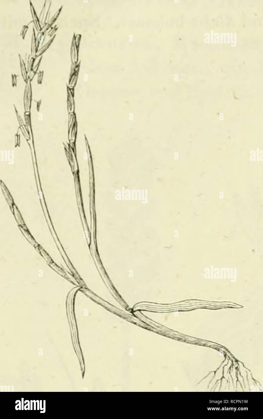 . Deutschlands Gräser und zu leichter Erkenntniss Getreidearten Wuchse nach dem, den Früchten und Blättern, Blüthen zusammengestellt und für Land- und Forstwirtschaft und nach Vorkommen Nutzen ausführlich beschrieben. Les plantes. VII. Chapitre. Tabelle der (jattuiigen. N° 13-17. 263 einander'. Klappen und Spelzen breitlanzettlieh ; zugespitzt, aber nicht être- grannt. Auf iedem Absätze' steht ein Aehrchcn 15.. Veuillez noter que ces images sont extraites de la page numérisée des images qui peuvent avoir été retouchées numériquement pour plus de lisibilité - coloration et l'aspect de ces illustrations ne peut pas perfec Banque D'Images