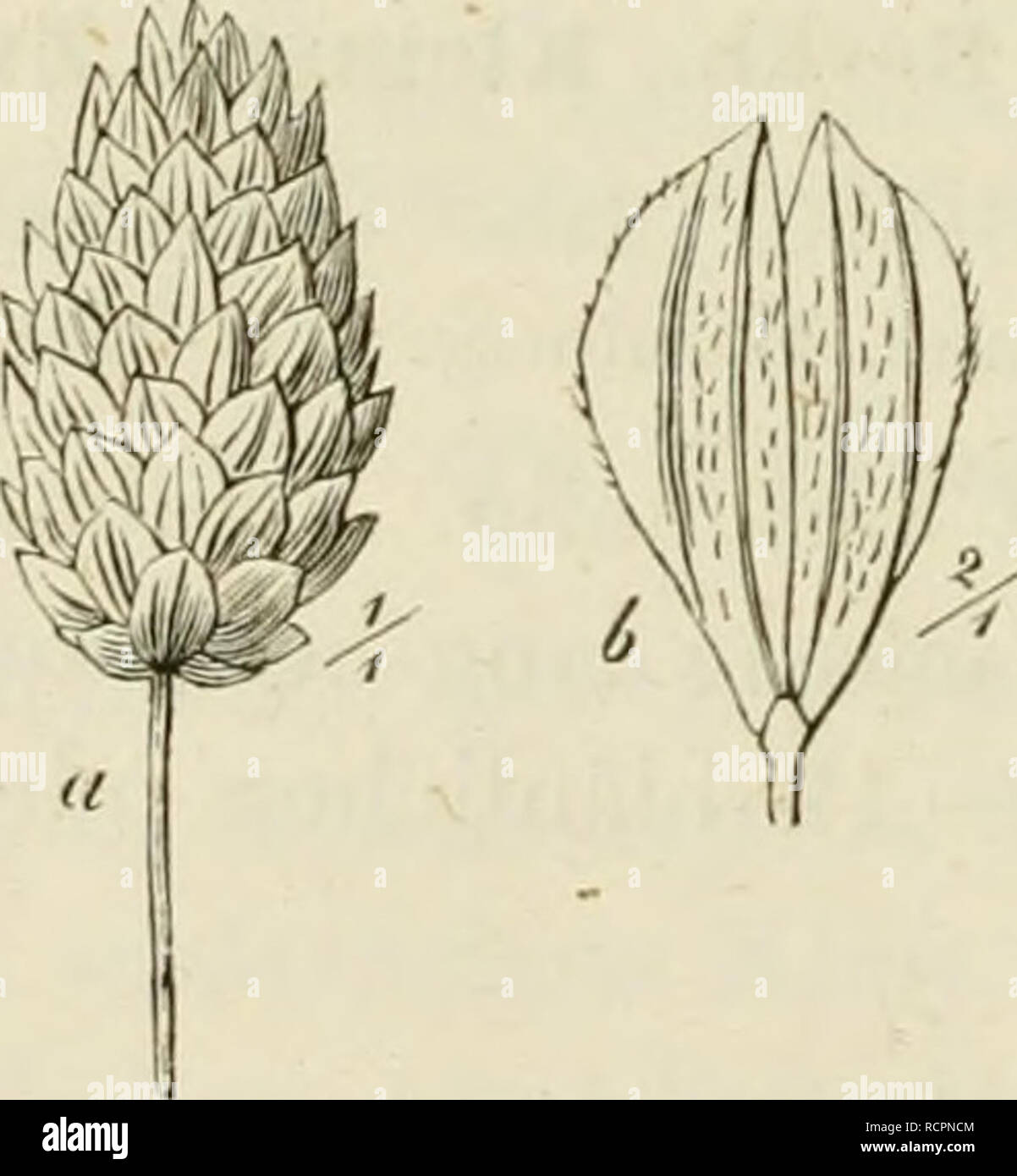 . Deutschlands Gräser und zu leichter Erkenntniss Getreidearten Wuchse nach dem, den Früchten und Blättern, Blüthen zusammengestellt und für Land- und Forstwirtschaft und nach Vorkommen Nutzen ausführlich beschrieben. Les plantes. 240 VI. Chapitre. Beschreibung der Gattungen und Arten. 1. Clisänthae Scliliessblütliige,. Zwei oder eine dünne und Narben ragen während der nach oben Blüthezeit Blüthchens aus der Spitze des hervor. JO.-13. Gatt. a. .Glumösae Grossklappige. Klai^Zwitterblüthchen stylo länger als das, das in- schliessend Aehrchen ein vollständig. Untere Blüthchen Staubblüthen als Beide Banque D'Images