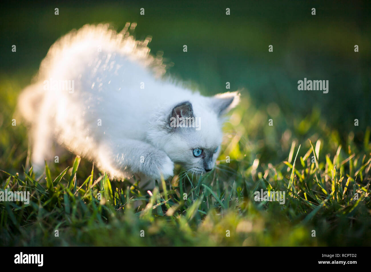 Chaton gris aux yeux bleus l'exploration dans l'herbe. Banque D'Images