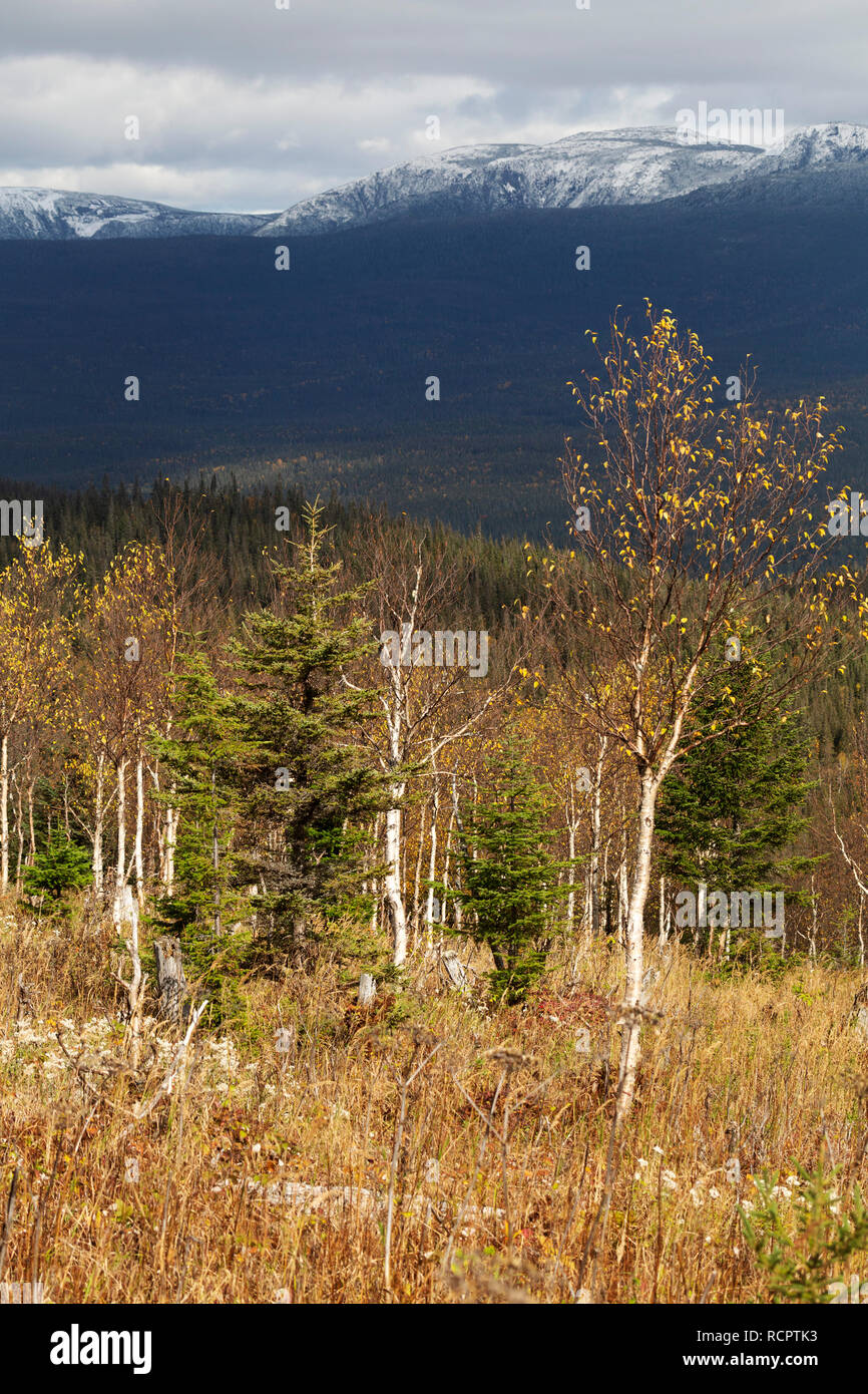 La nouvelle croissance des arbres dans le Parc National de la Gaspésie (Parc National de la Gaspésie) sur la péninsule gaspésienne du Québec, Canada. S'élèvent au loin. Banque D'Images